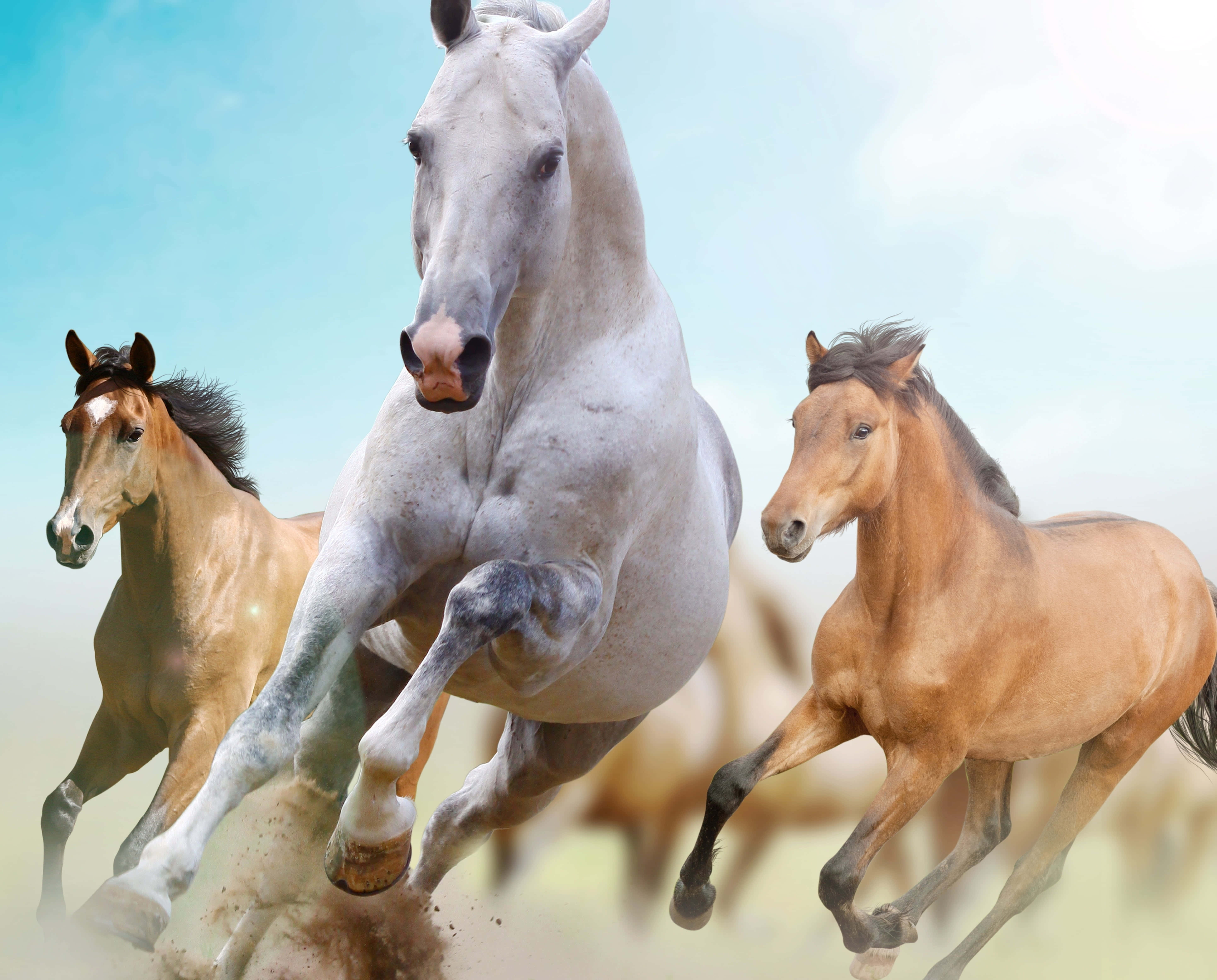 Aesthetic Animals, wild horse, sunlit field, 5K Desktop Wallpaper