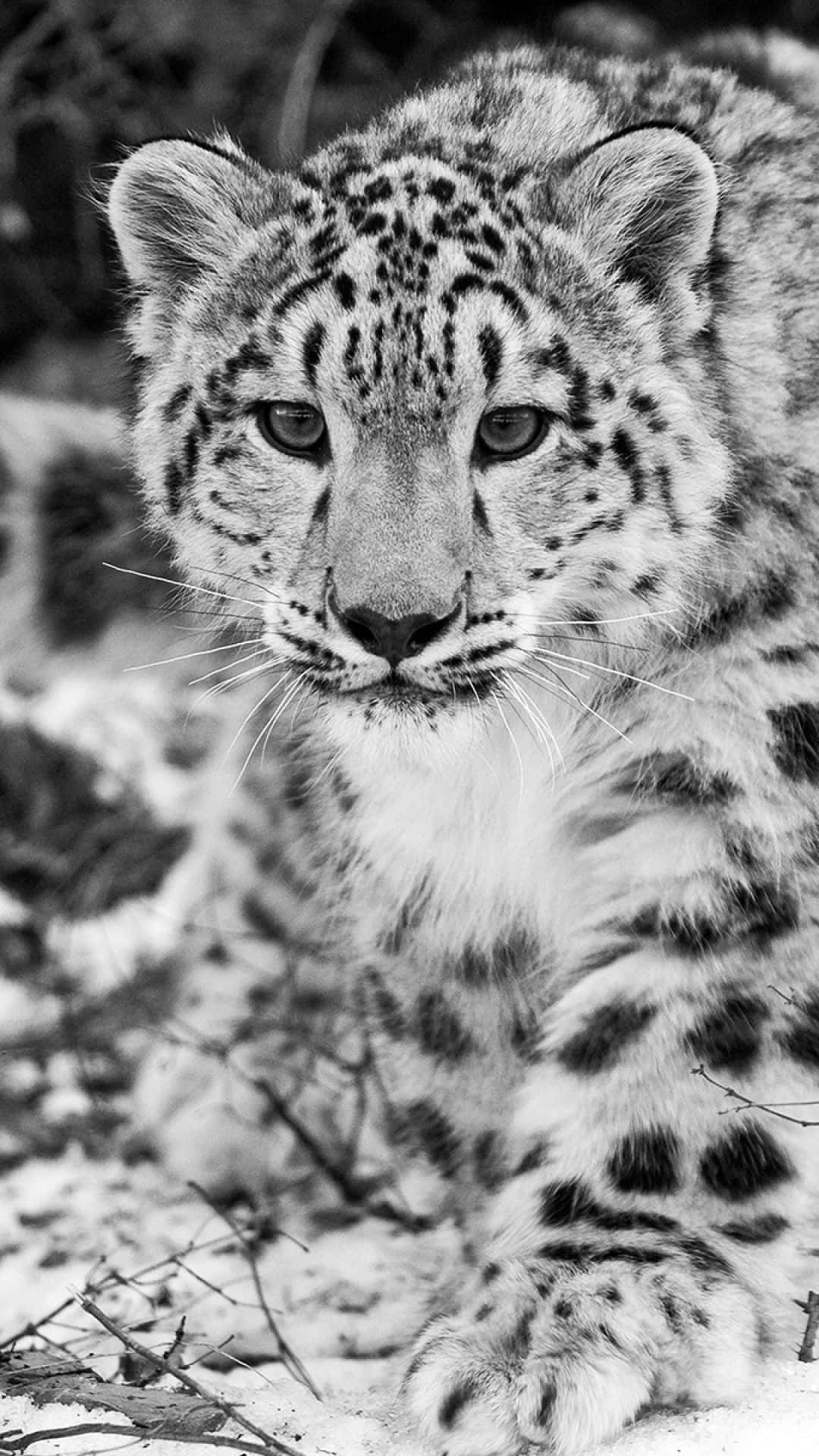 snow leopard, snowy forest floor, black and white portrait, Full HD Phone Wallpaper