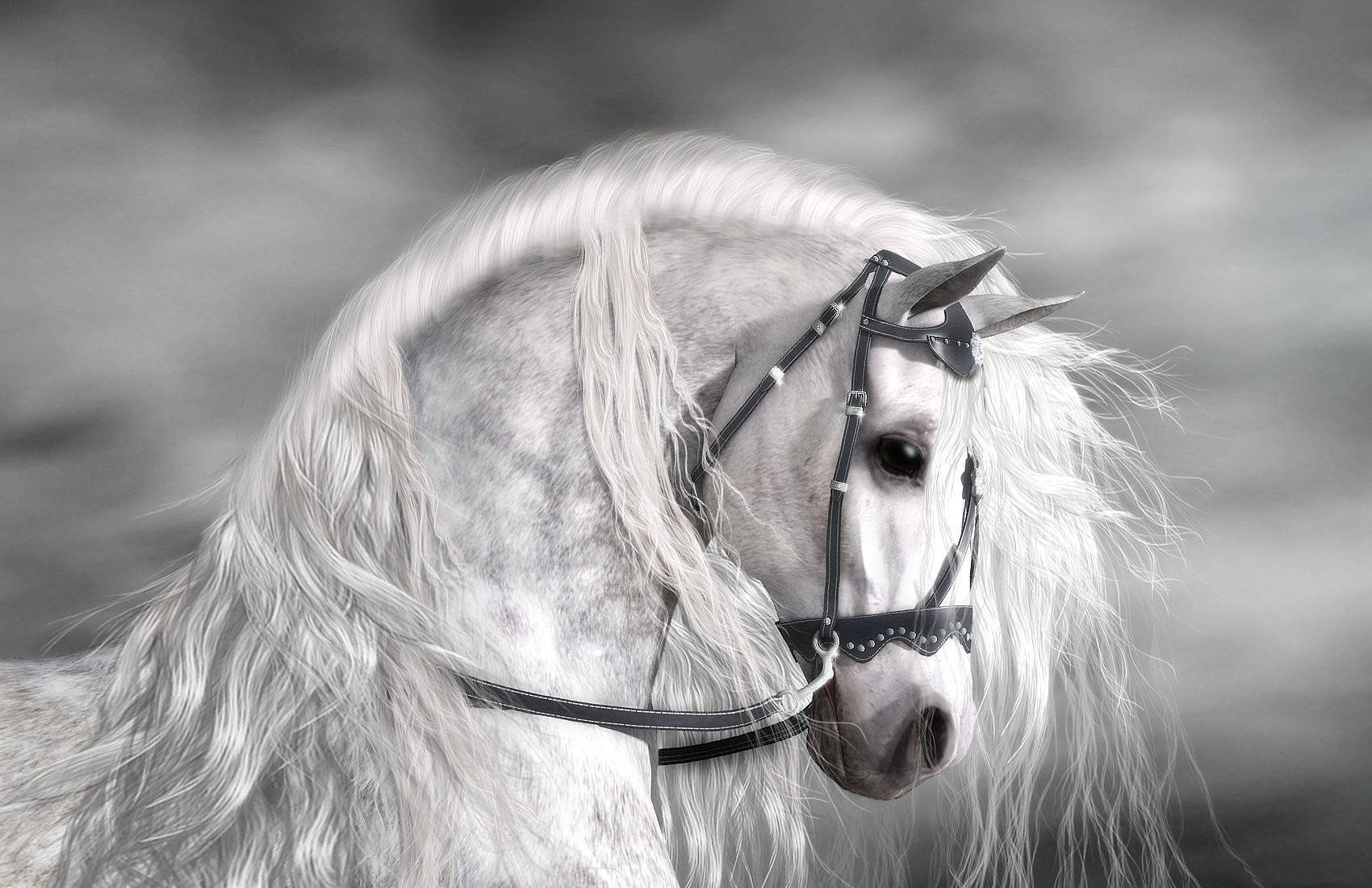 white horse, flowing mane, black bridle, HD Desktop Wallpaper