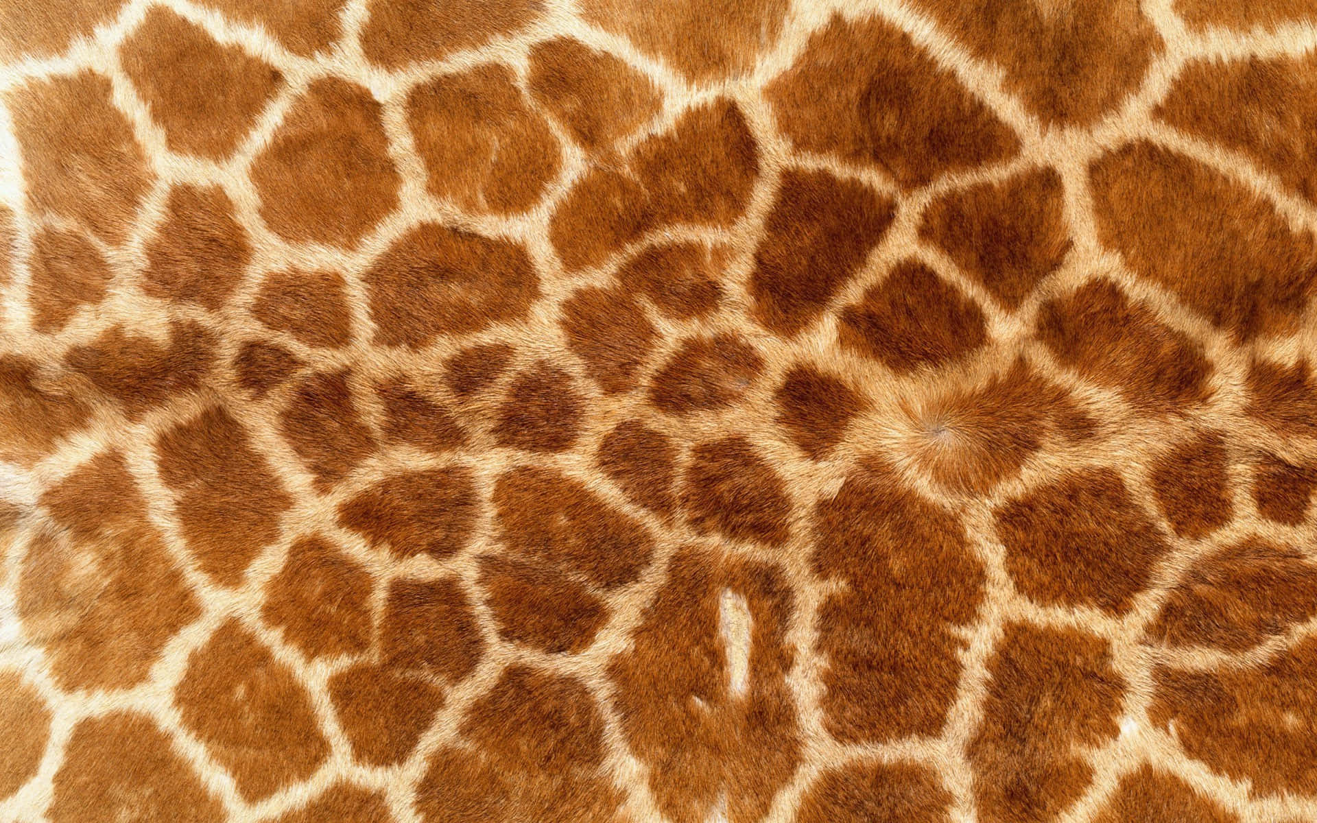 giraffe, brown and cream patterned patches, soft fur texture, Full HD Desktop Wallpaper