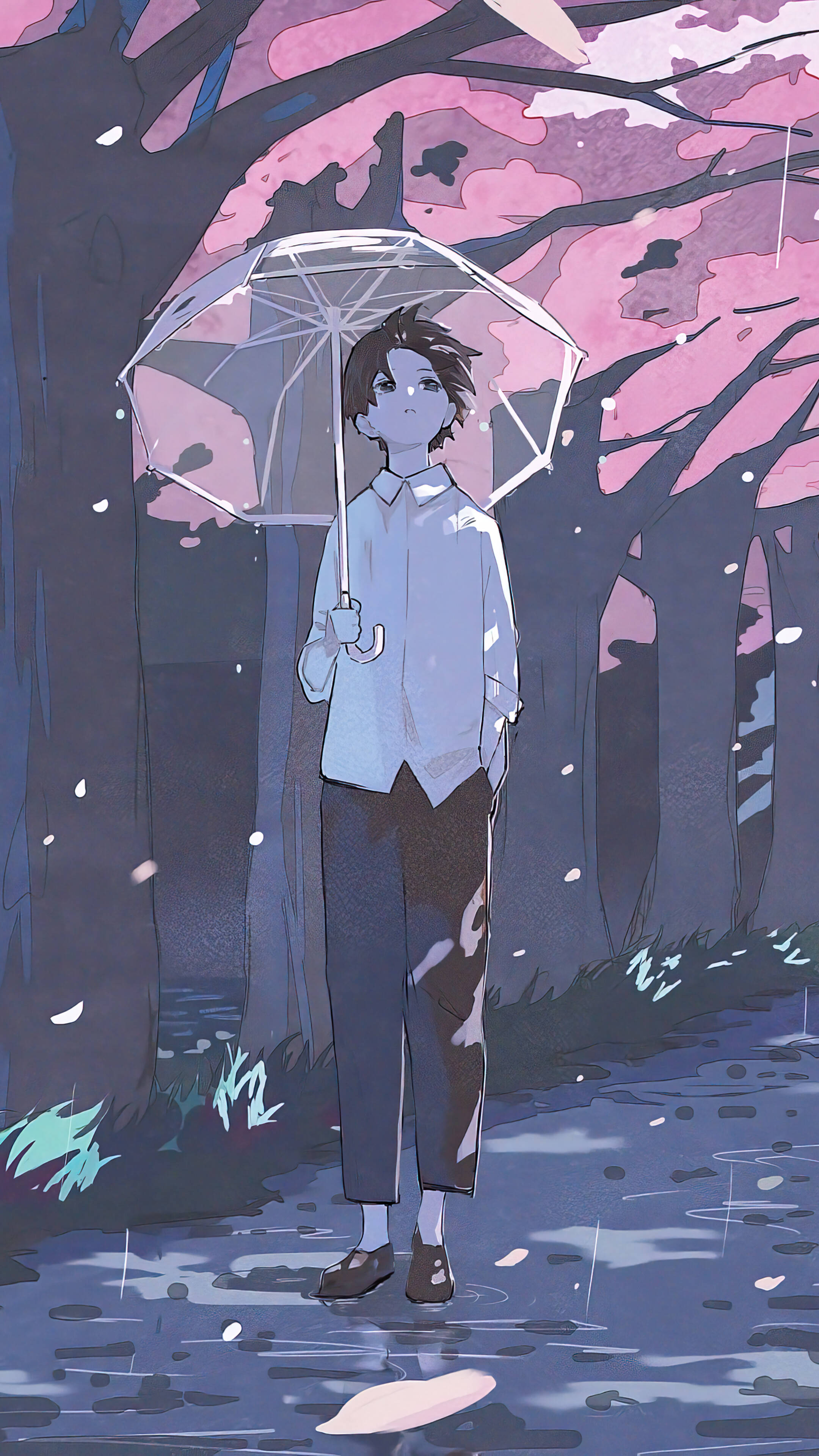aesthetic anime boy, clear umbrella, pink cherry blossoms, 4K Phone Wallpaper