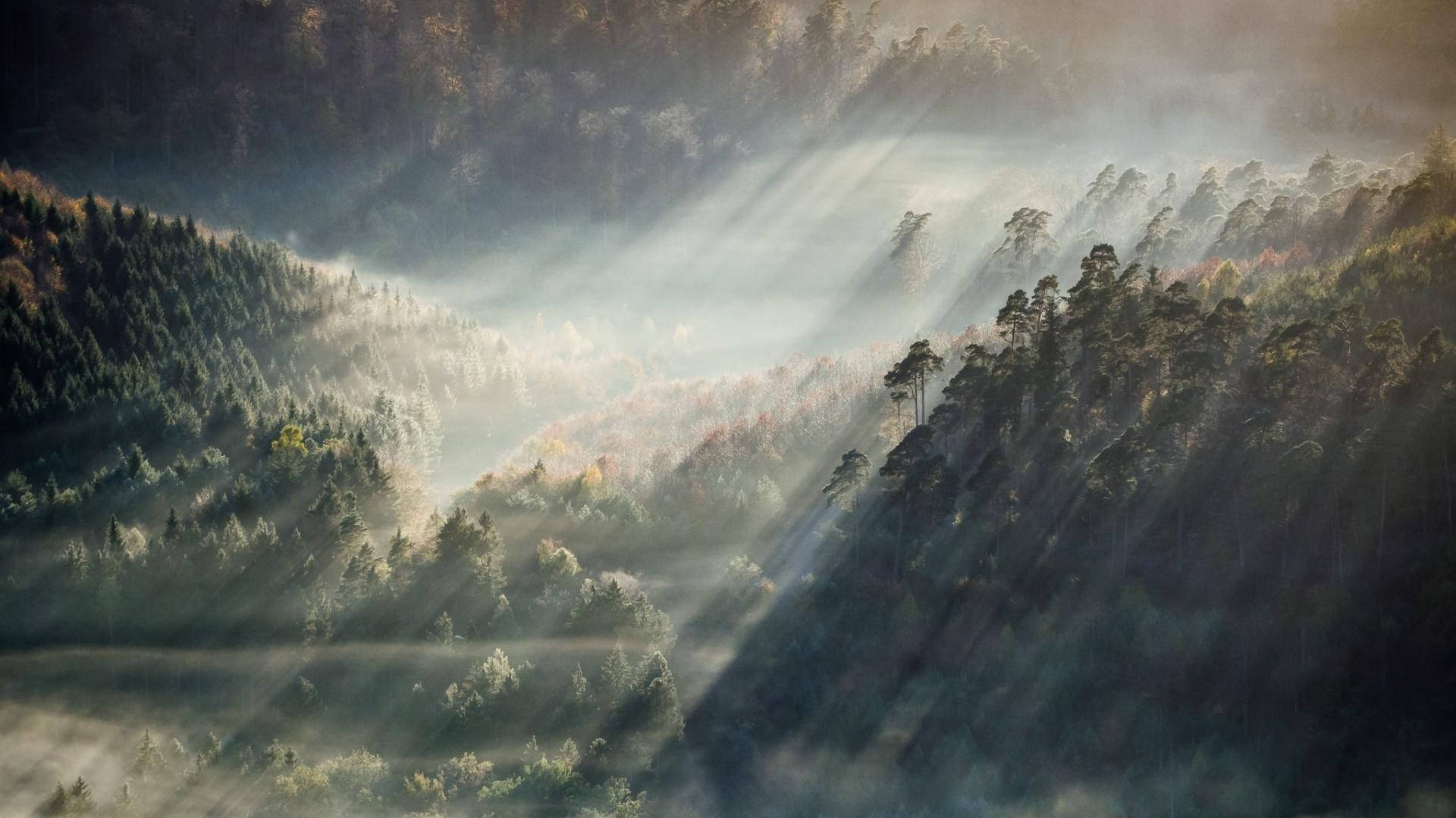 Aesthetic Anime Desktop, forest, sunlight beams, Full HD Desktop Wallpaper