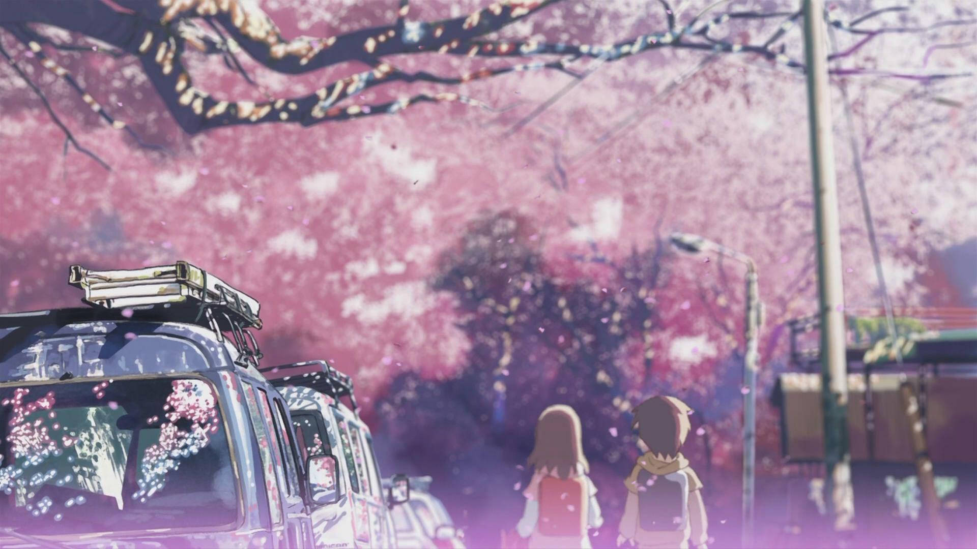 pink sakura, anime characters, canopy of pink cherry blossoms, Full HD Desktop Wallpaper