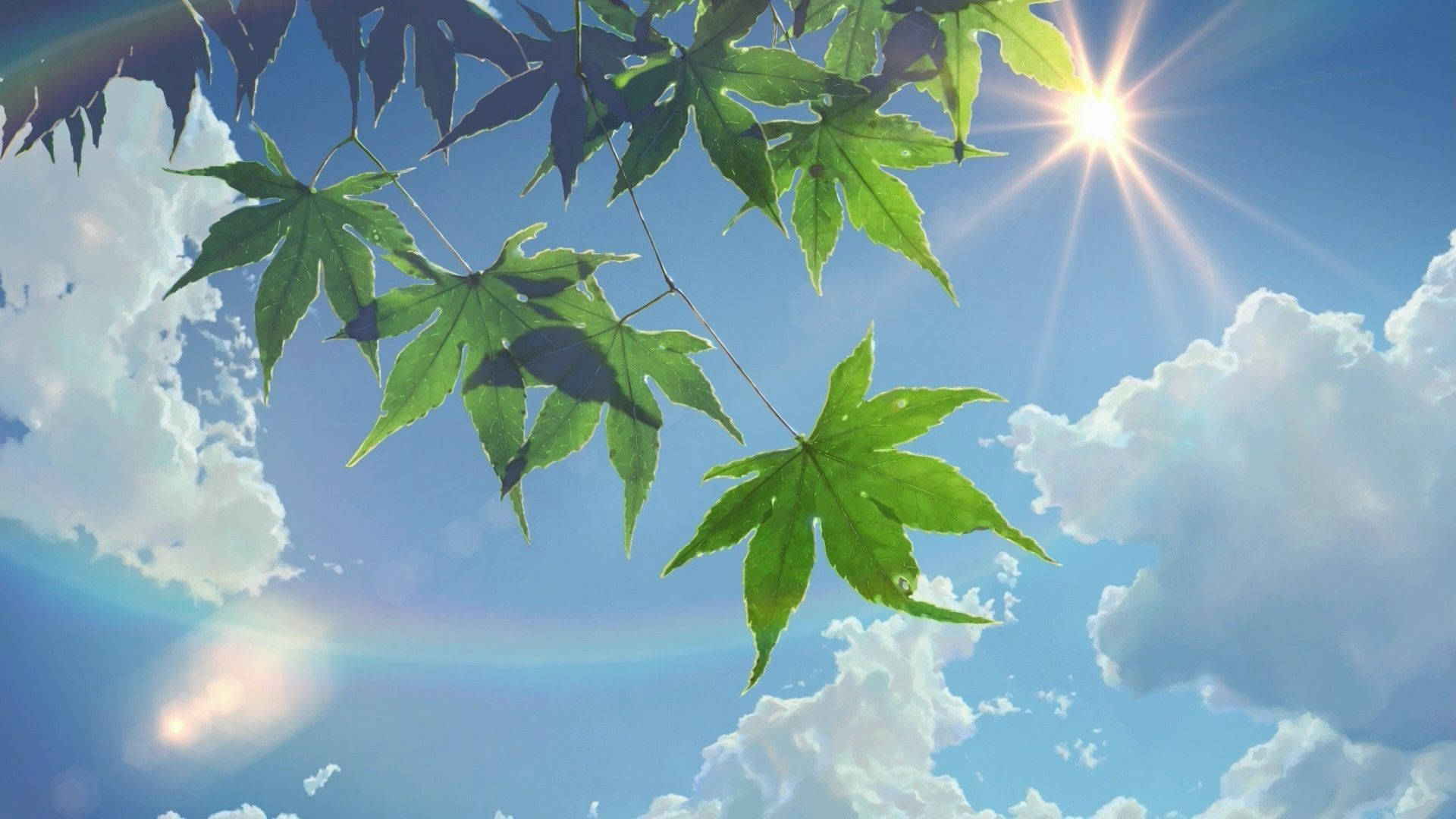 green maple leaves, bright sun, blue sky, Full HD Desktop Wallpaper