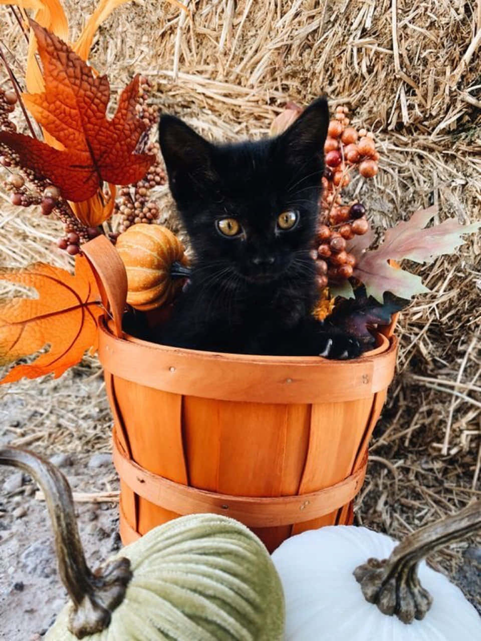 cat, bucket, wooden basket, HD Phone Wallpaper