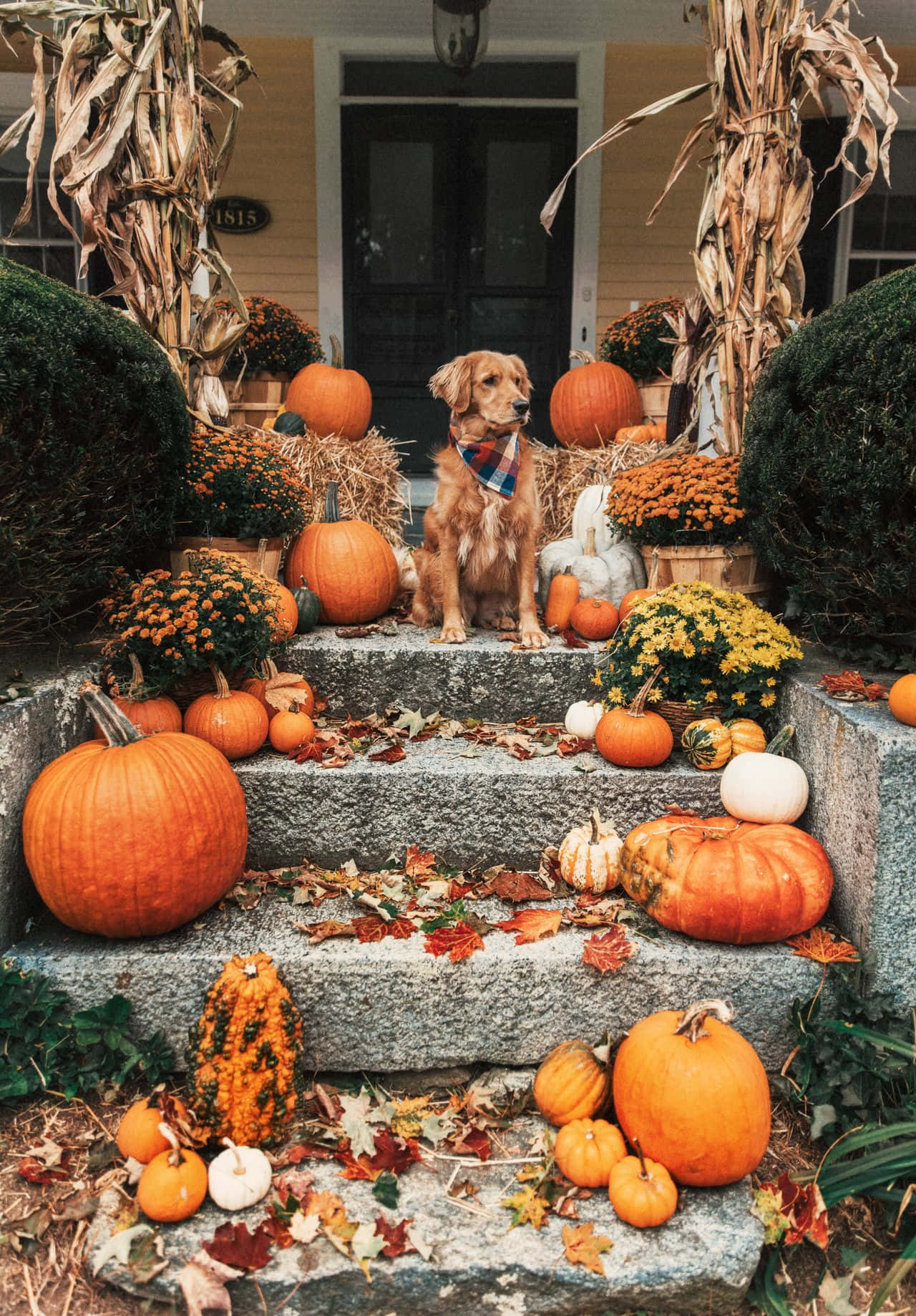 golden retriever, plaid bandana, stone steps, HD Phone Wallpaper