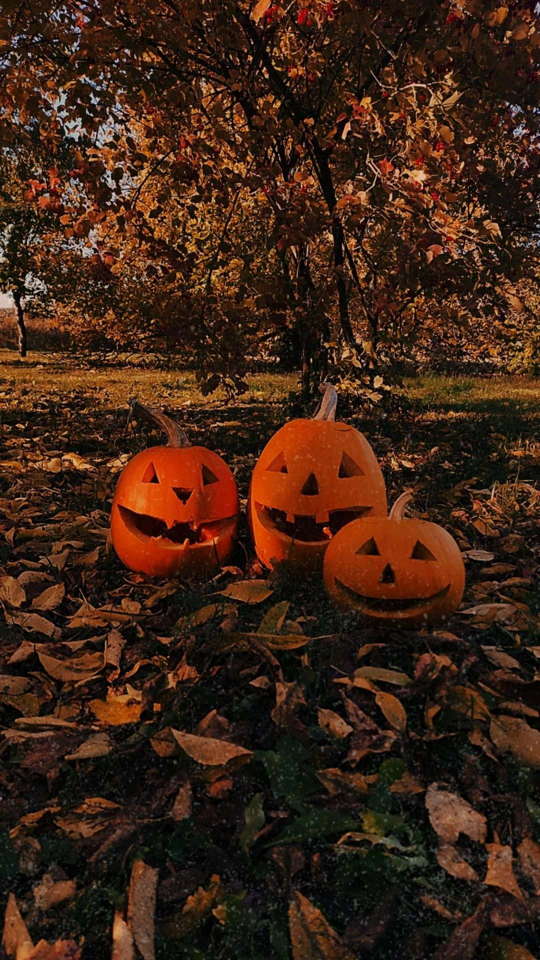 jack-o'-lanterns, autumn leaves, tree, Full HD Phone Wallpaper