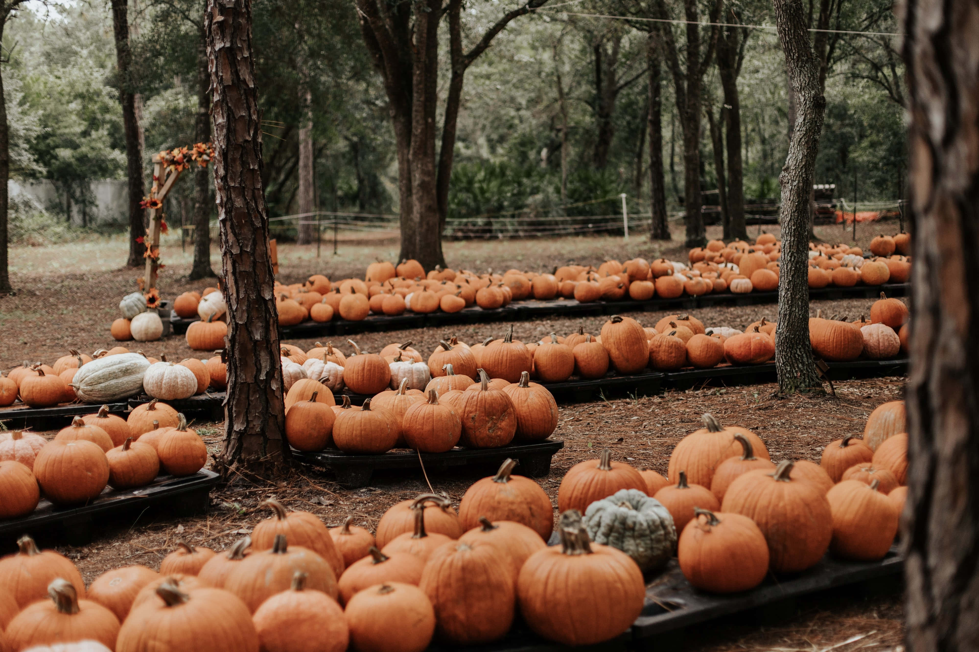 Aesthetic Autumn Halloween, pumpkins, earthy tones, 4K Desktop Wallpaper