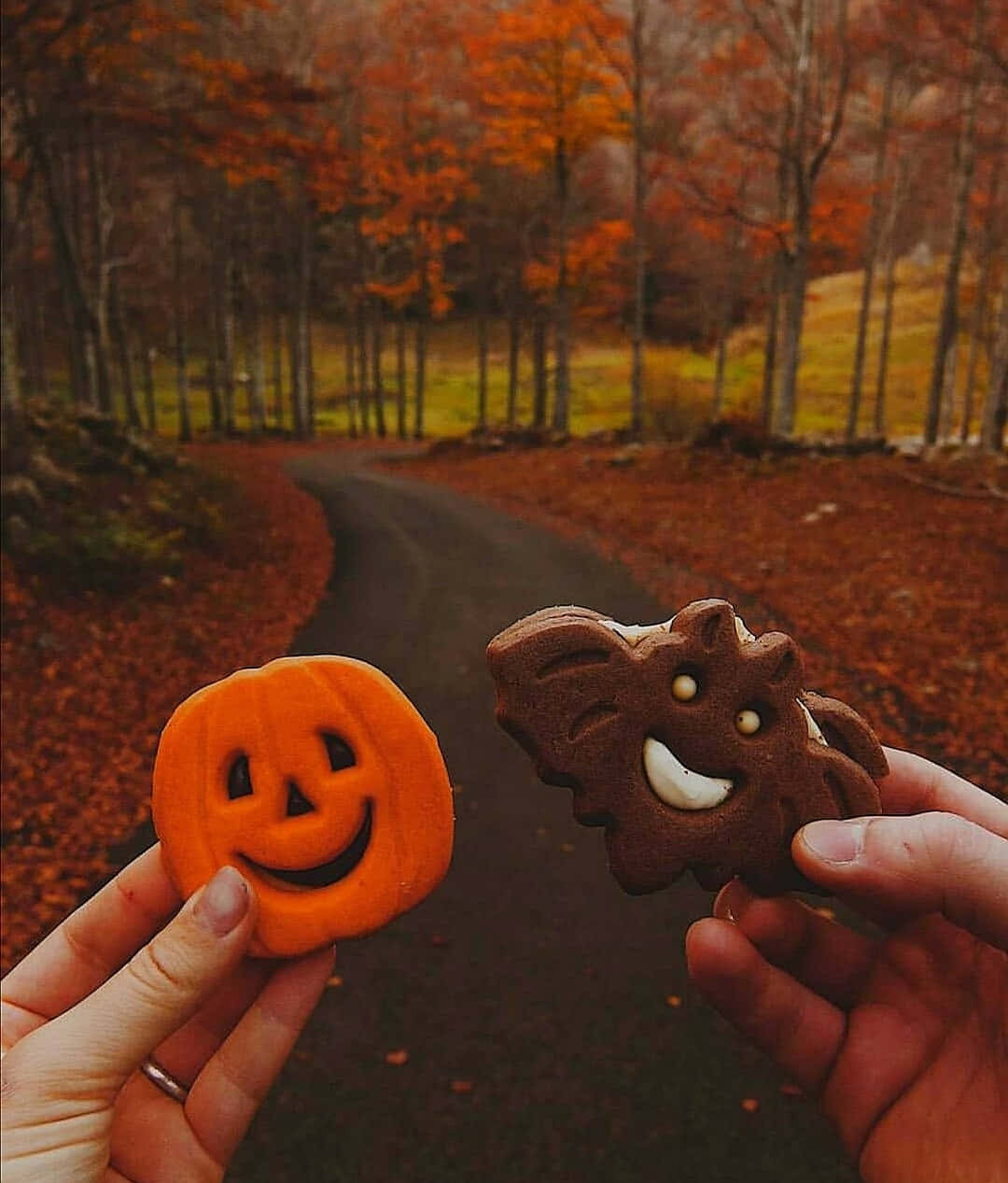 jack o lantern, bat, autumn leaves, SD Phone Wallpaper