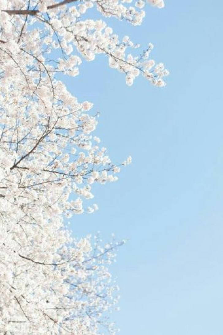baby blue, cherry blossoms, clear blue sky, SD Phone Wallpaper