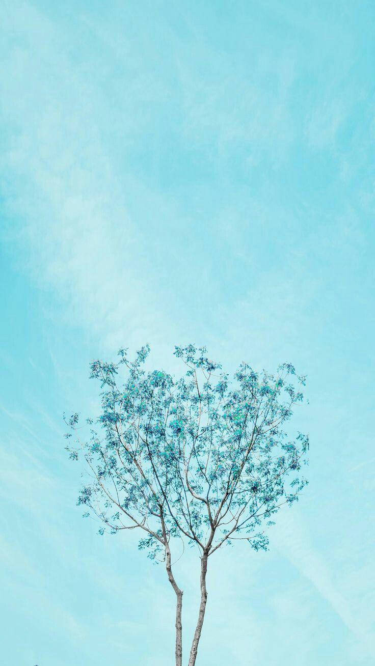 Aesthetic Baby Blue Tree, blue-green leaves, vast pale blue sky, HD Phone Wallpaper