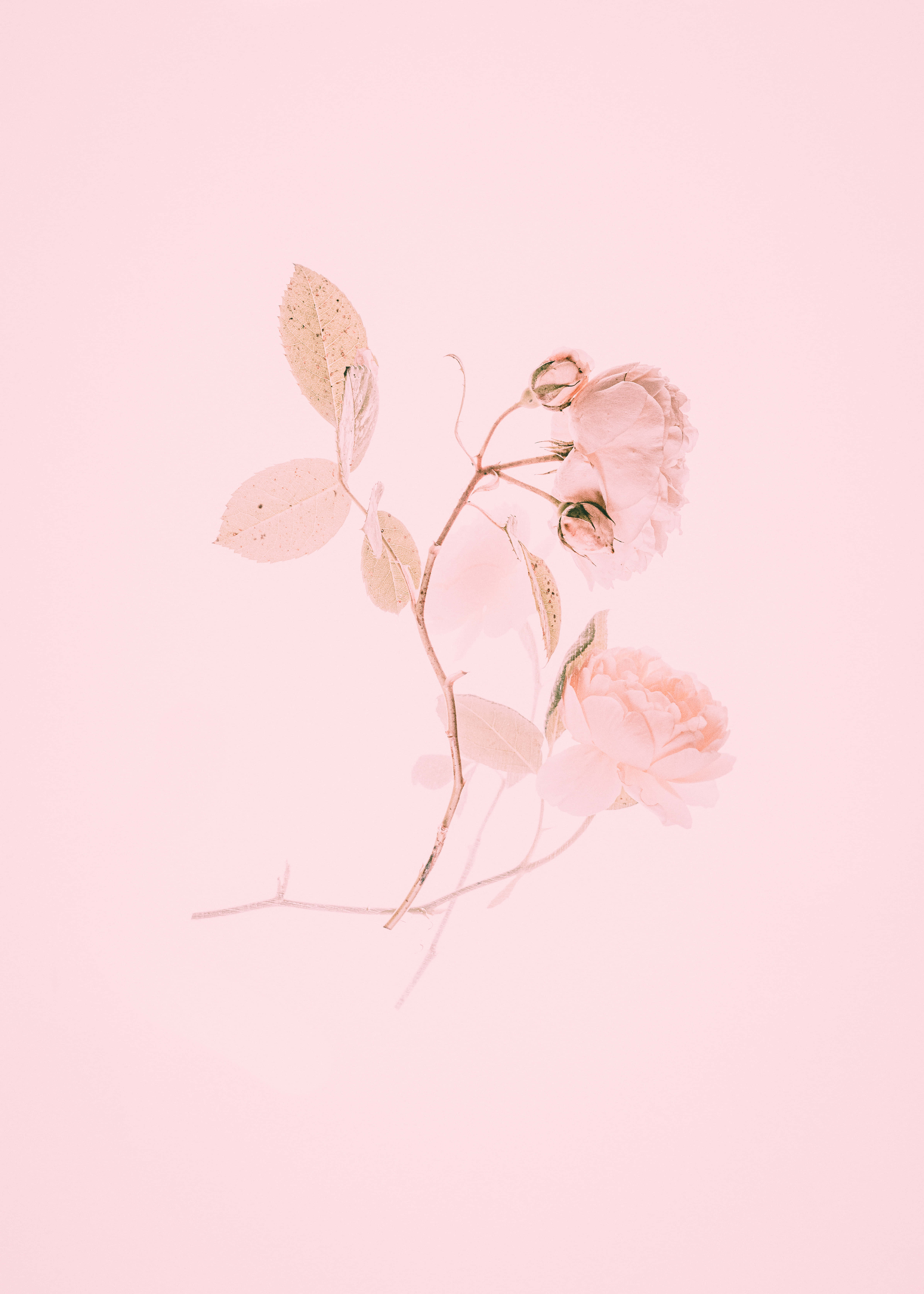 Aesthetic Baby Pink, pale pink roses, soft pastel pink background, 5K Phone Wallpaper