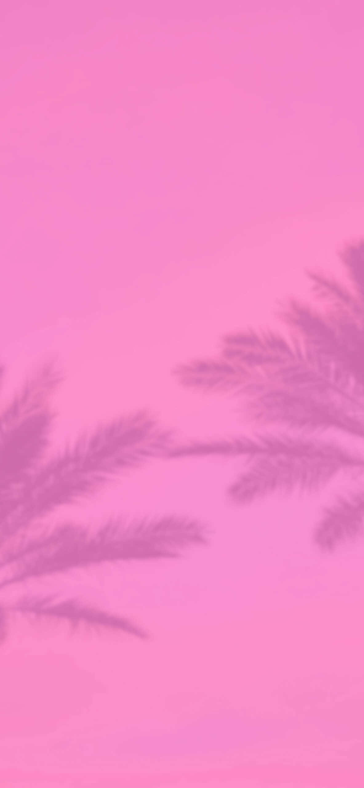 Aesthetic Baby Pink, palm fronds, soft gradient pink sky, 2K Phone Wallpaper