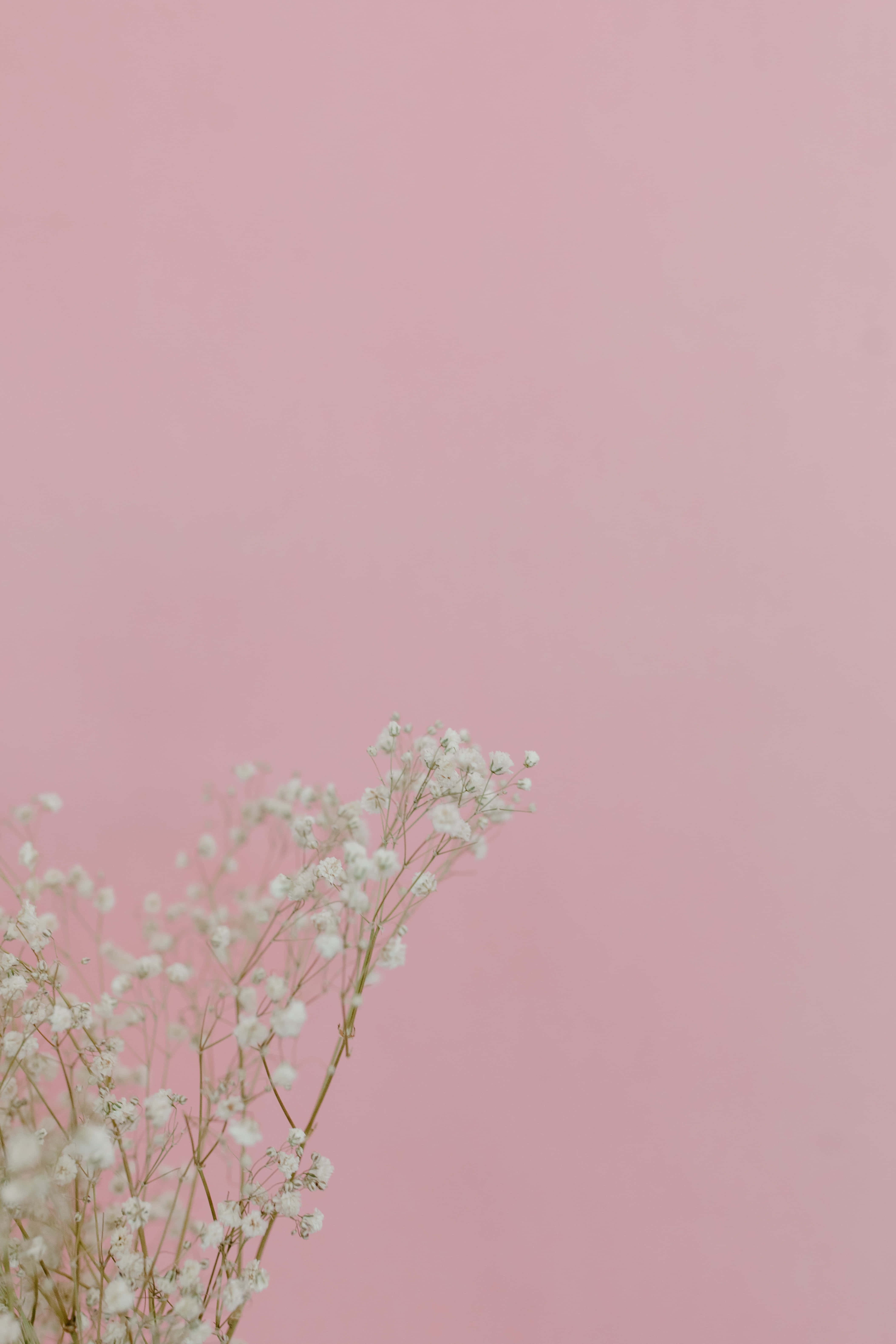 baby pink, white baby's breath flowers, soft pink minimalist background, 5K Phone Wallpaper
