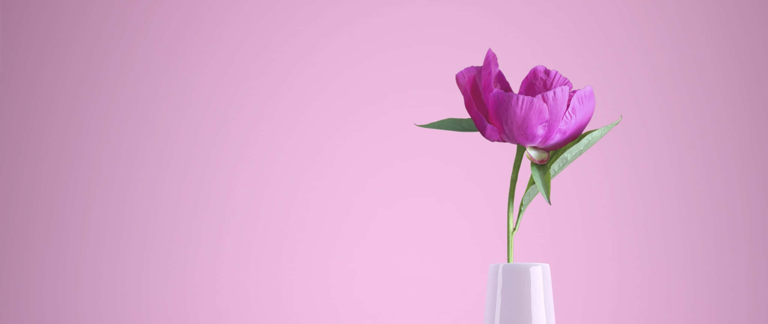 vibrant purple peony, white vase, soft pink background, 2K Desktop Wallpaper