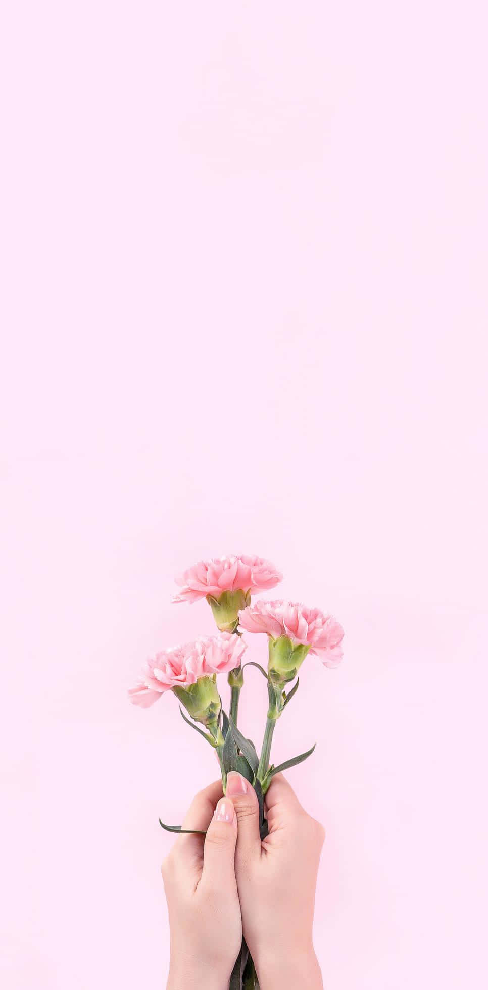 baby pink, pink carnations, soft pastel pink background, Full HD Phone Wallpaper