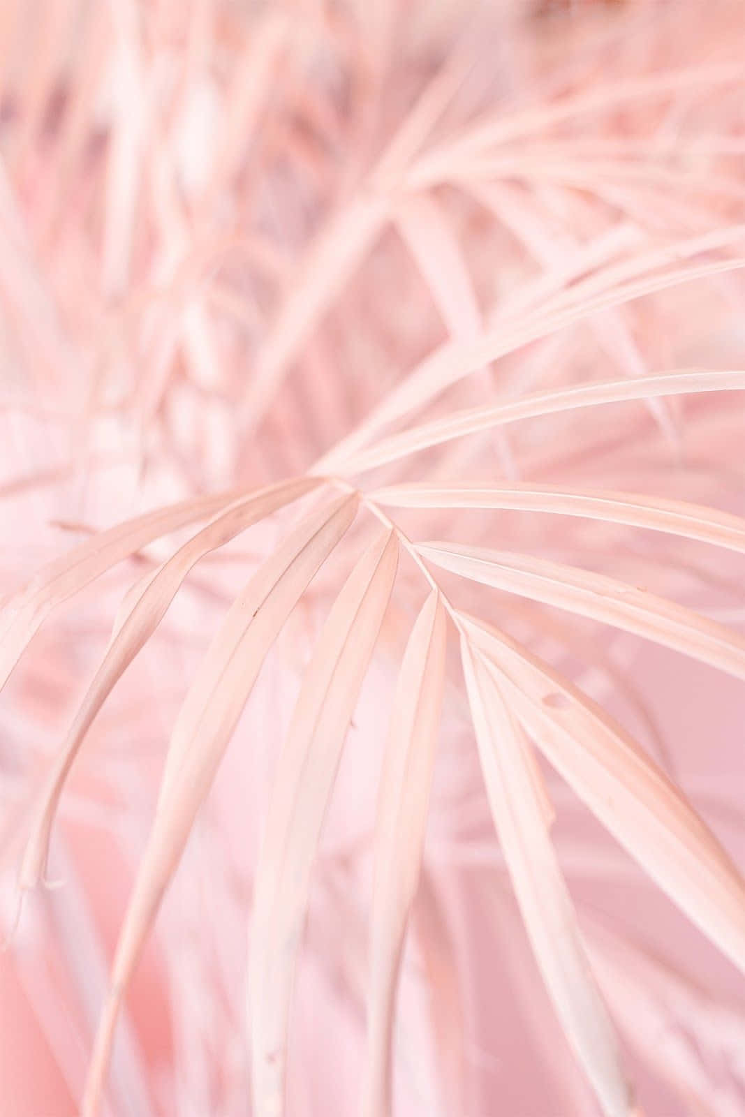 Aesthetic Baby Pink, palm tree, soft pink, HD Phone Wallpaper