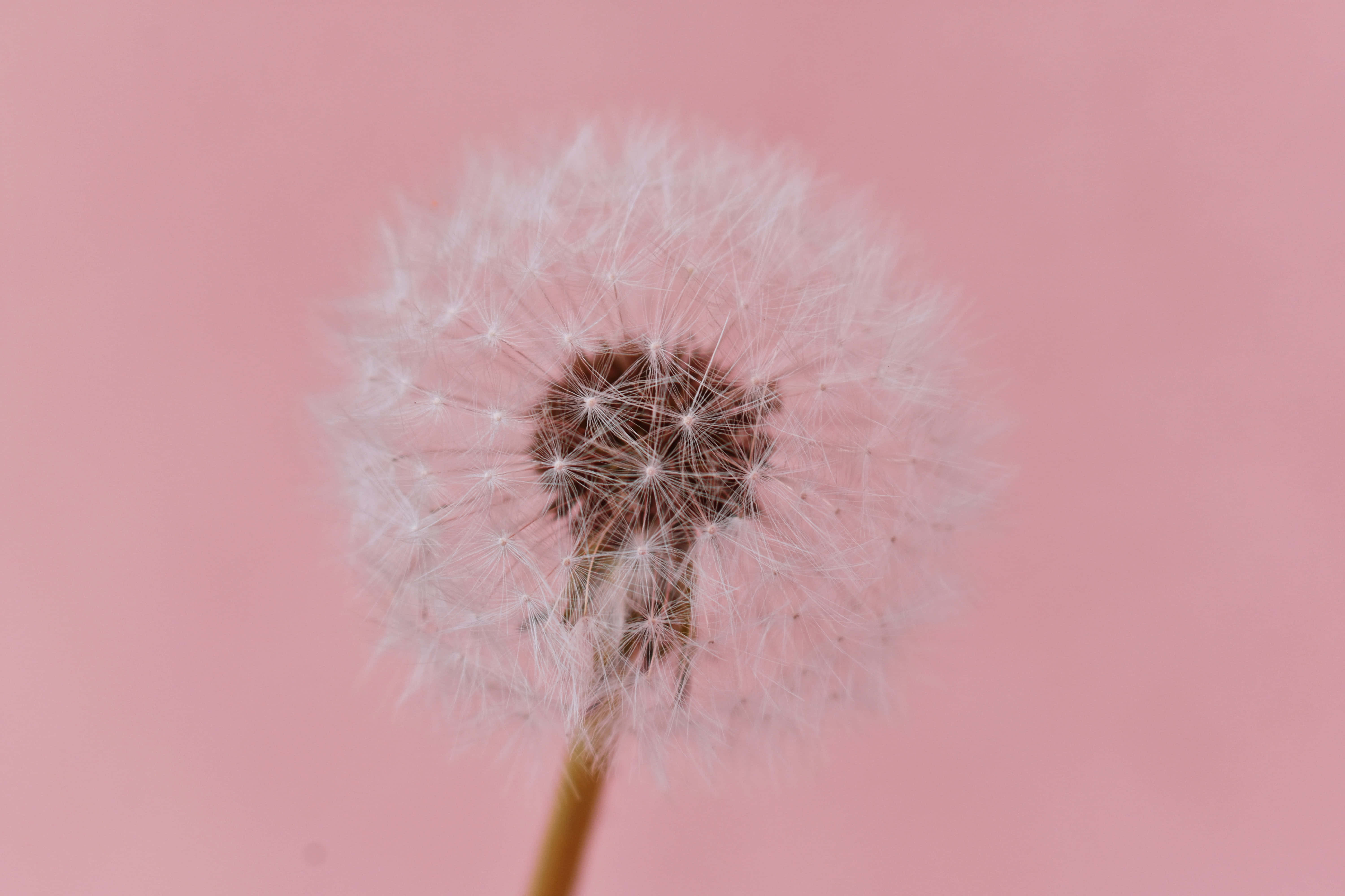 dandelion seed head, feathery white fluff, soft pink background, 5K Desktop Wallpaper