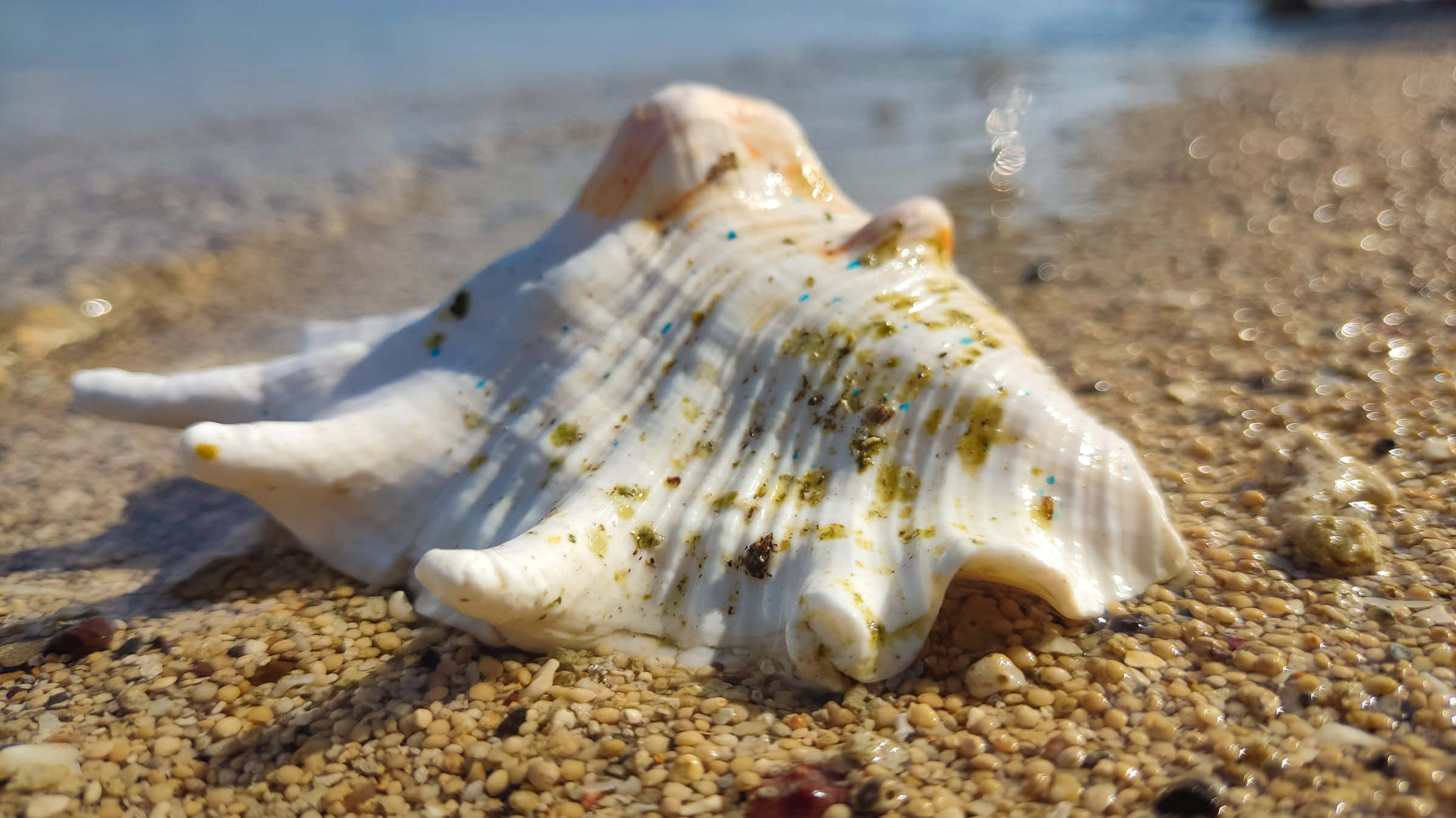 white conch shell, green algae, wet golden sand, Full HD Desktop Wallpaper