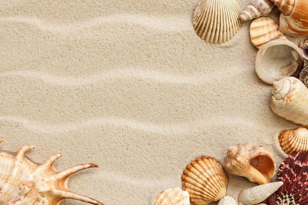 seashells, sand, beige aesthetic, SD Desktop Wallpaper