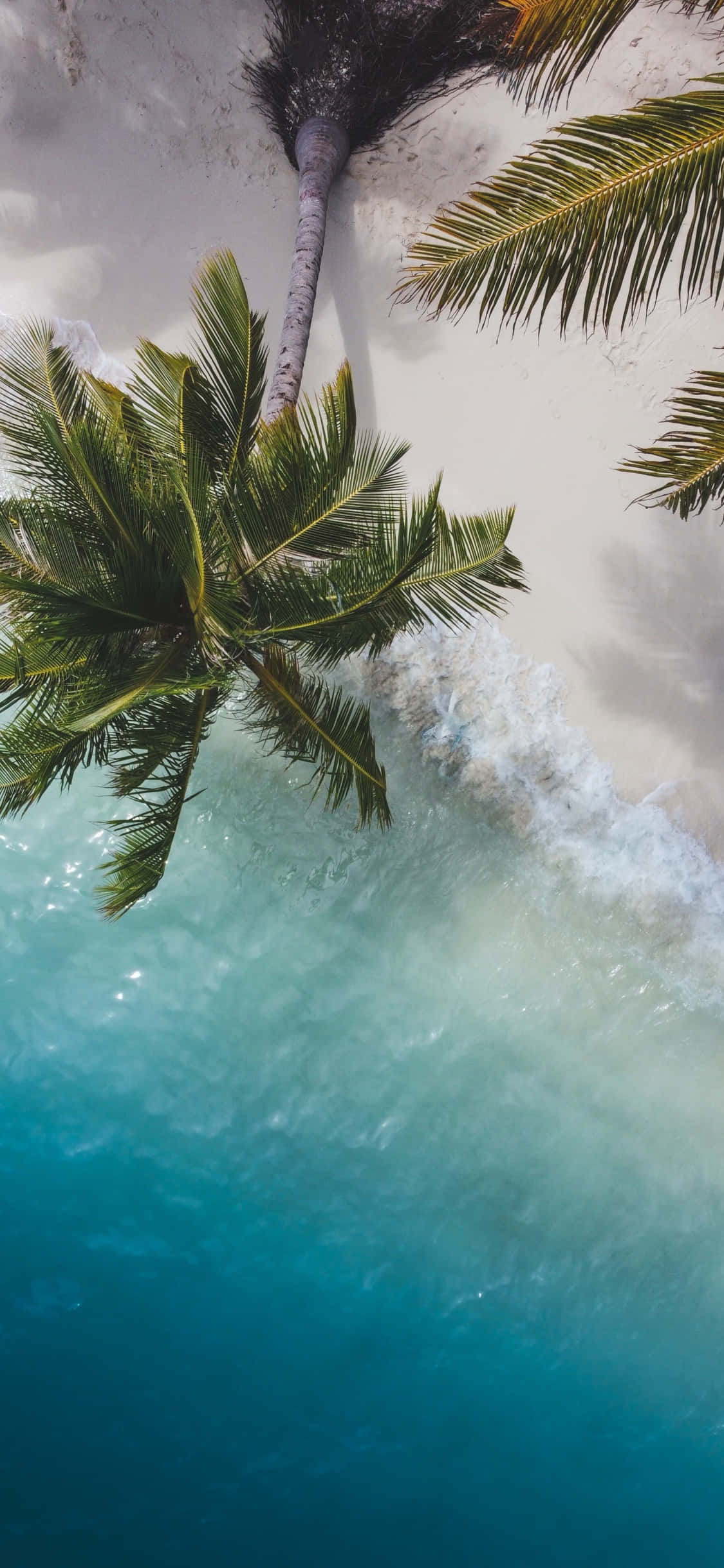 palm trees, white sandy beach, turquoise ocean, Full HD Phone Wallpaper