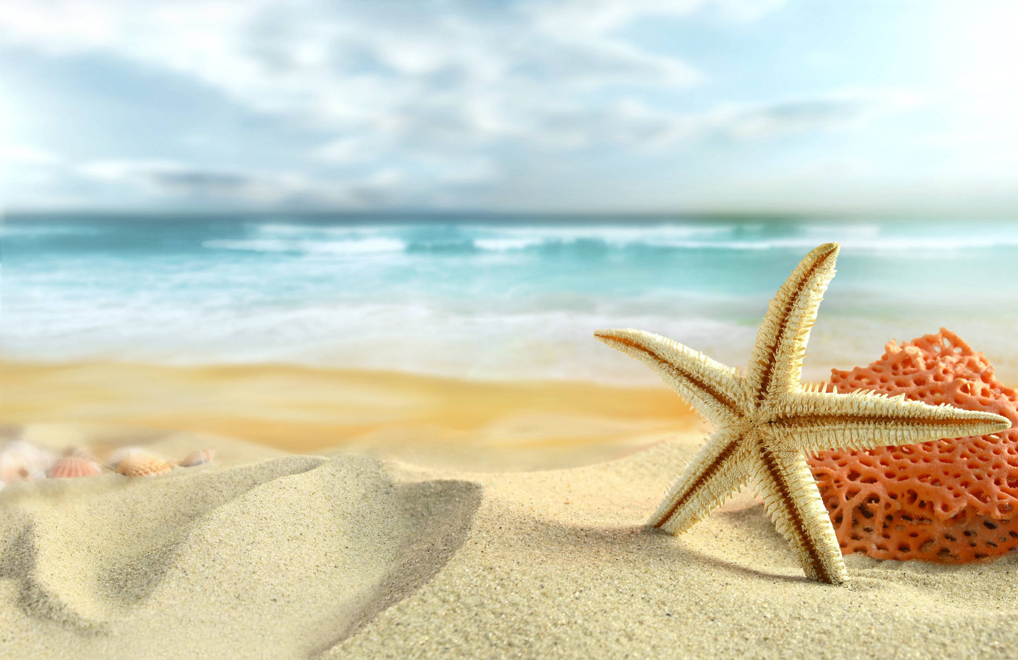 starfish, white sand, golden sand, 2K Desktop Wallpaper