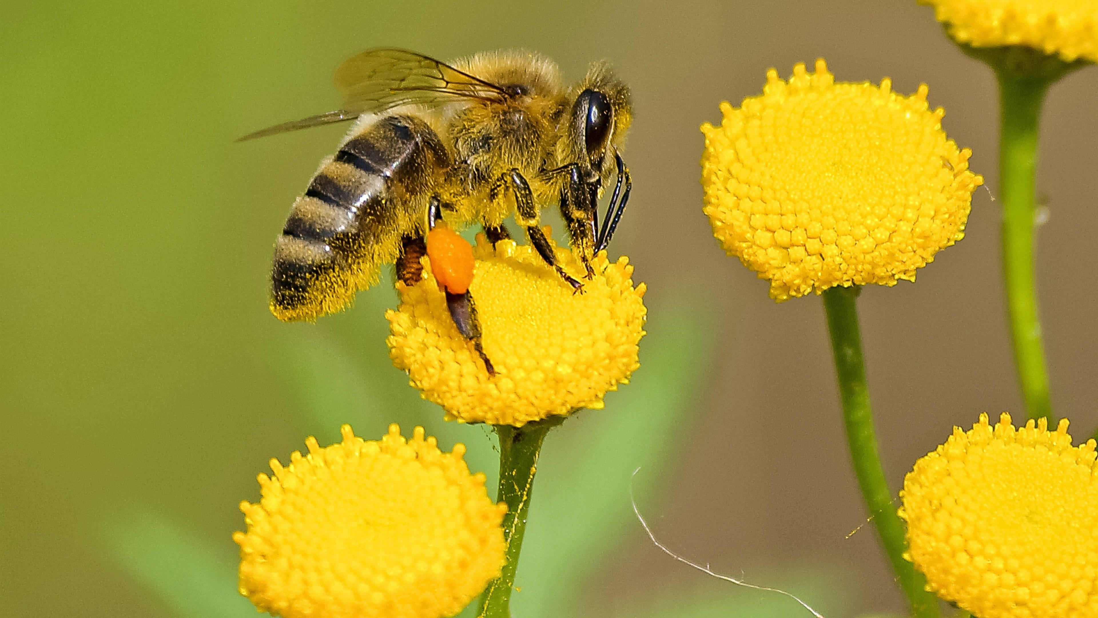 bee, chrysanthemum, striped abdomen, 4K Desktop Wallpaper