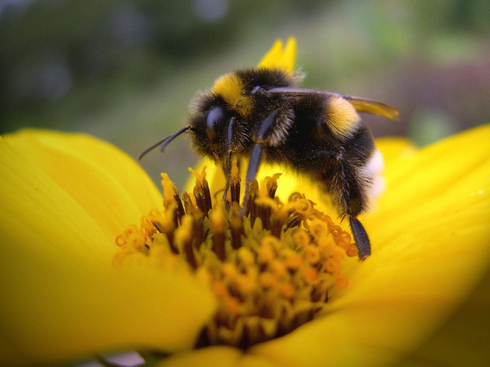 bumblebee, black and yellow stripes, bright yellow flower, HD Desktop Wallpaper