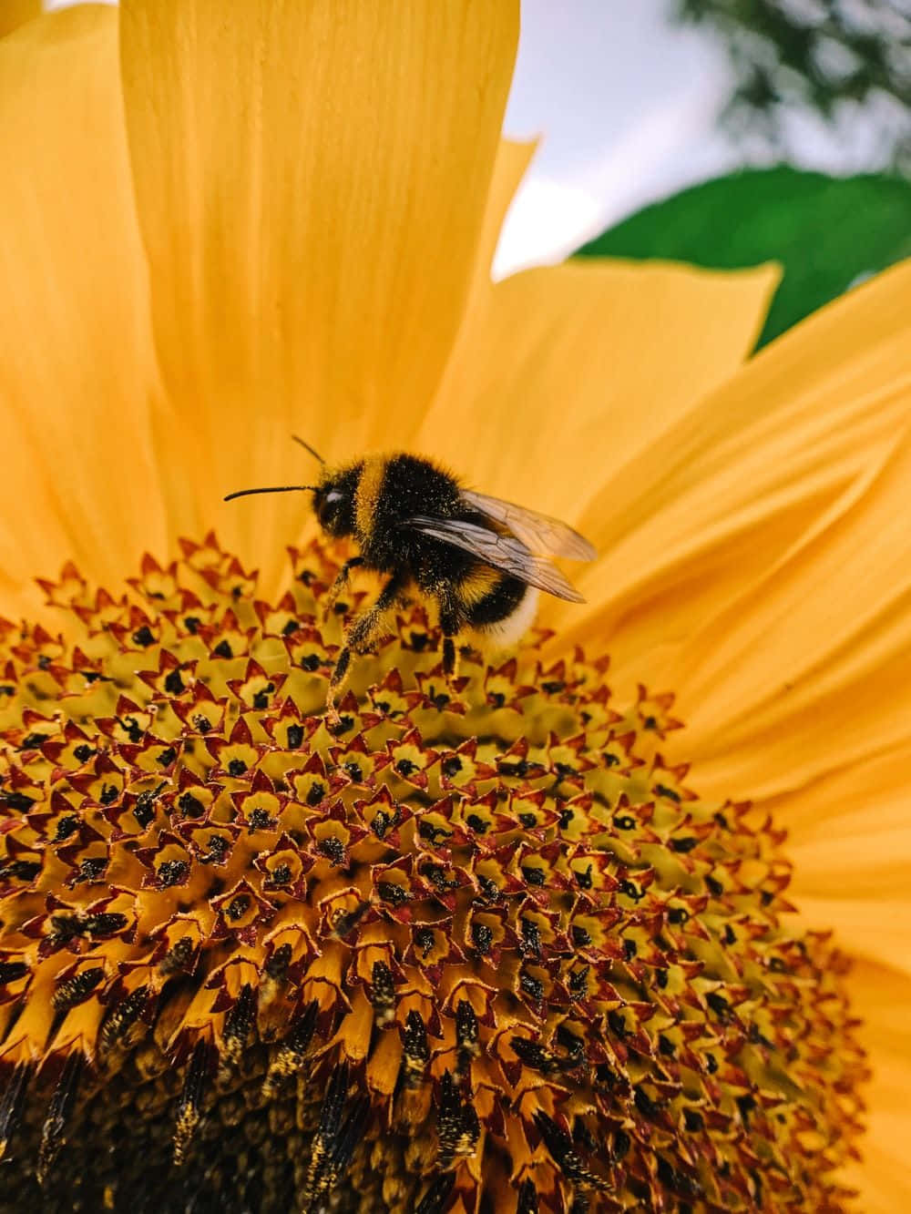 Aesthetic Bee, bumblebee, purple flower, HD Phone Wallpaper