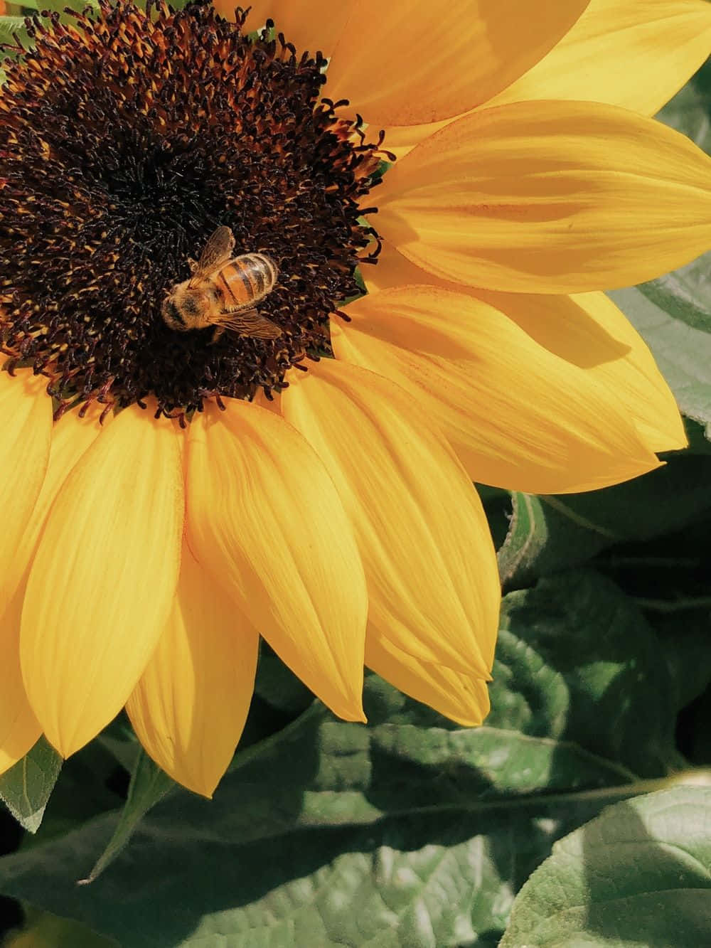 Aesthetic Bee, vibrant yellow sunflower, bee, HD Phone Wallpaper