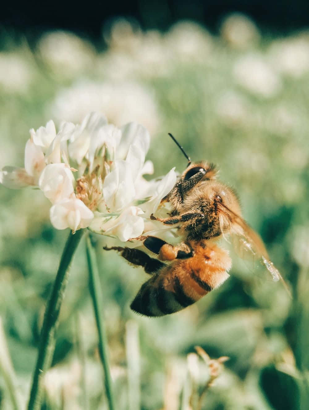 Aesthetic Bee, honeybee, orange and black stripes, HD Phone Wallpaper