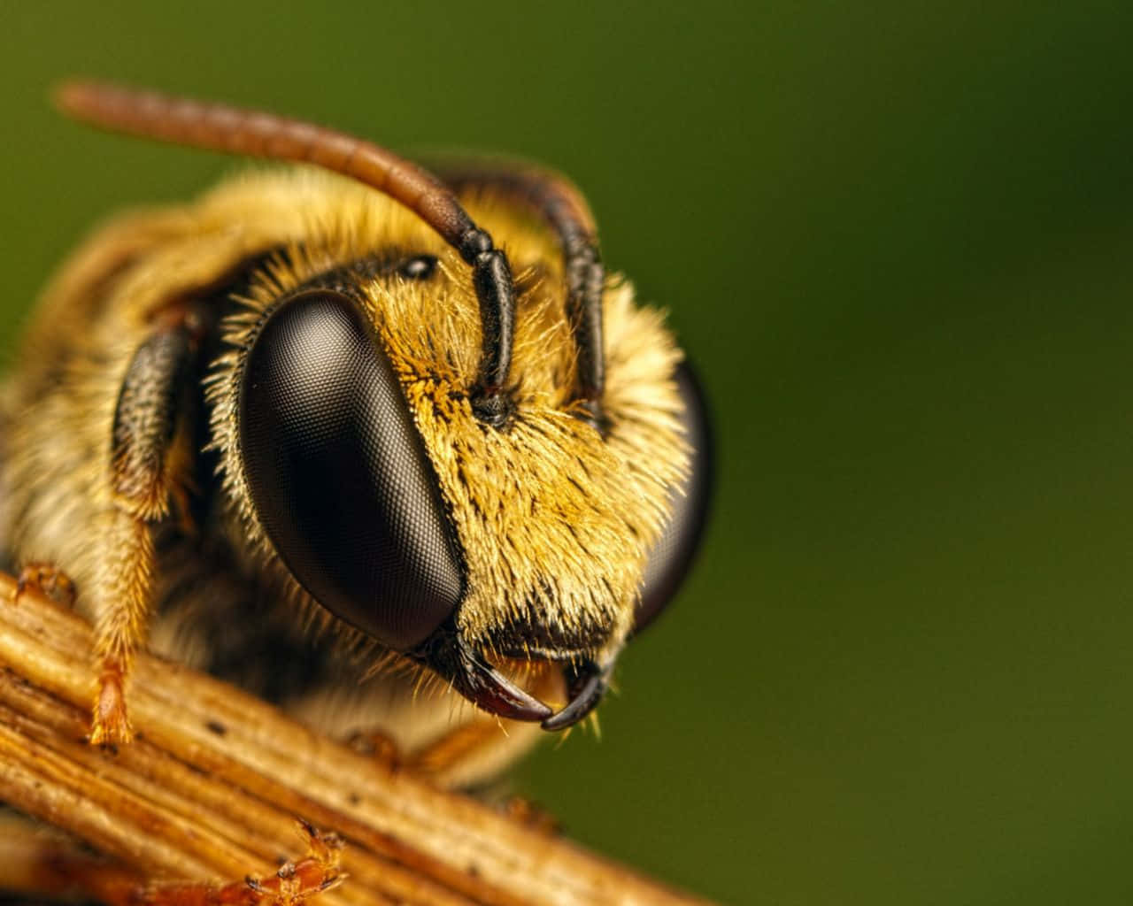 Aesthetic Bee, fuzzy yellow bee, dry twig, HD Desktop Wallpaper