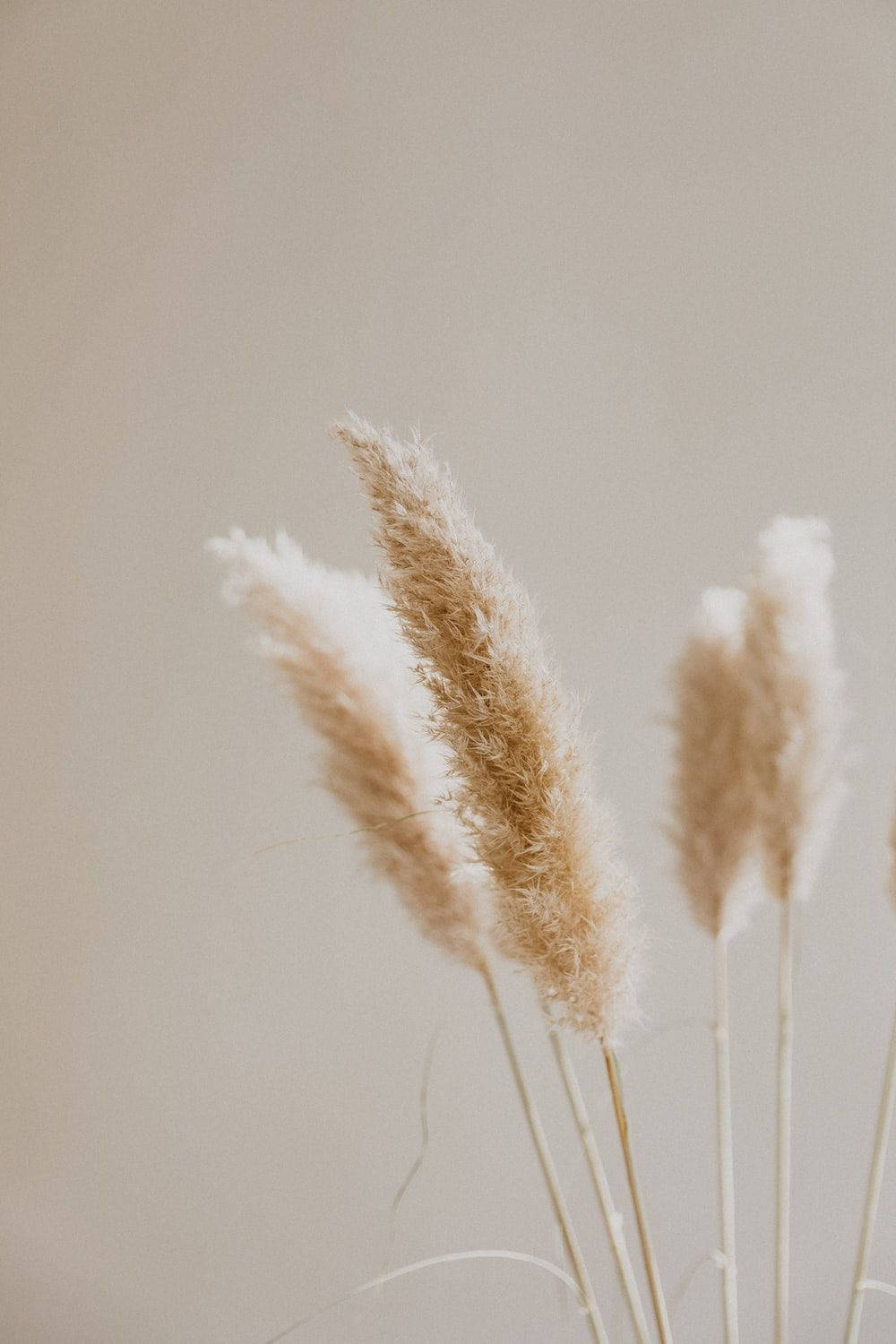 Aesthetic Beige, reed plant, pampas grass plumes, HD Phone Wallpaper