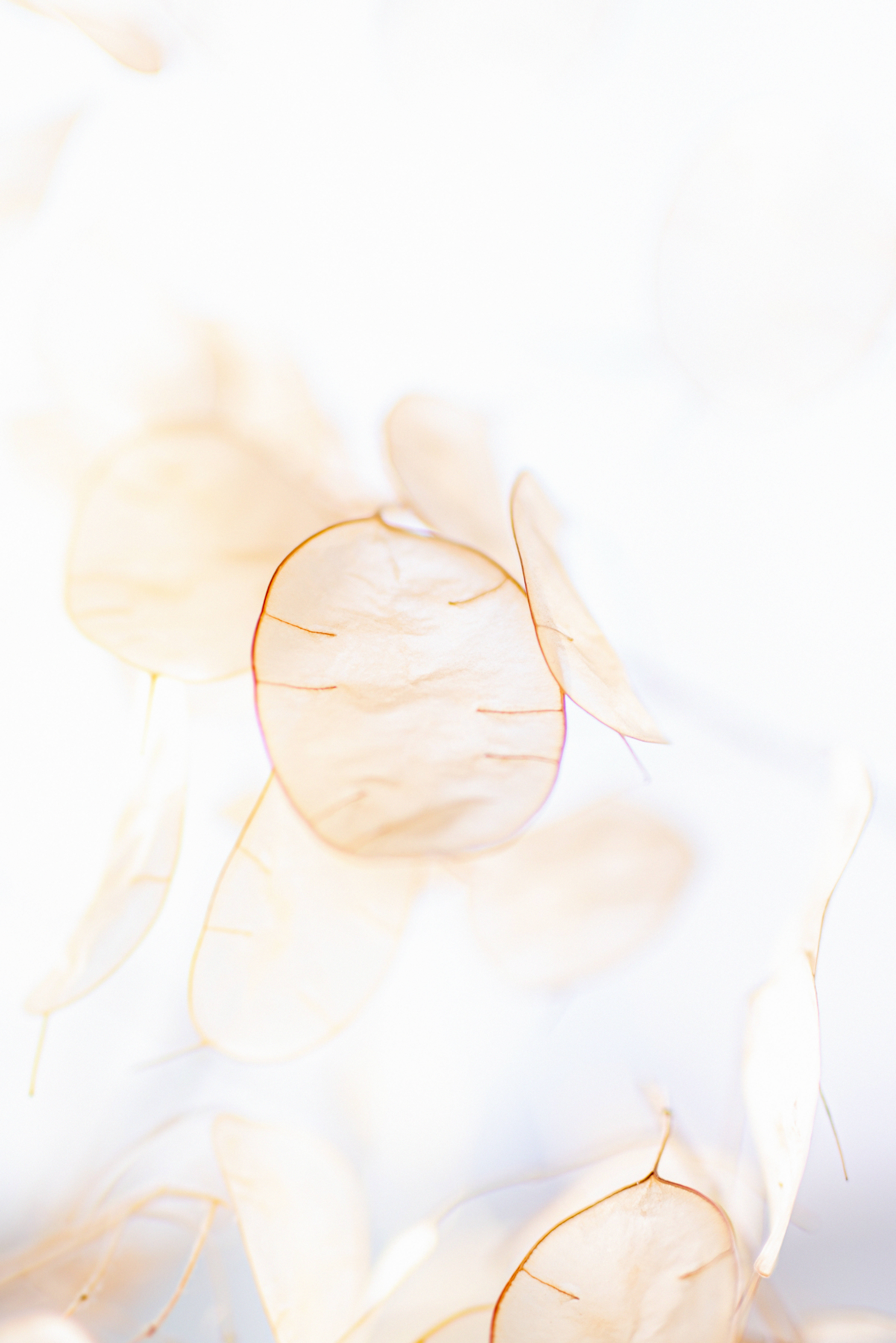 pinkish beige, translucent dried leaves, bright white background, 5K Phone Wallpaper