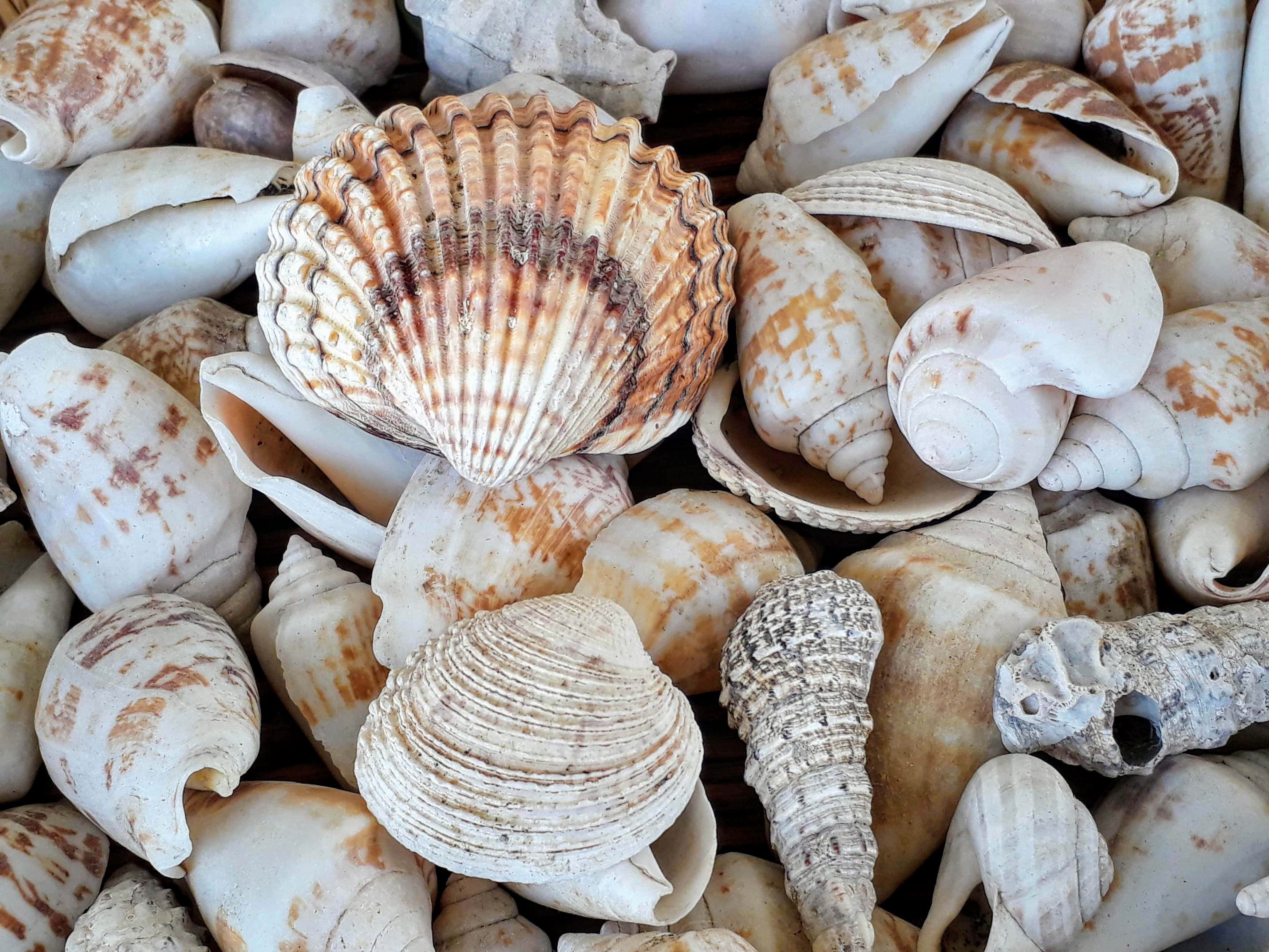 cockle seashells, conches, creamy beige, 4K Desktop Wallpaper