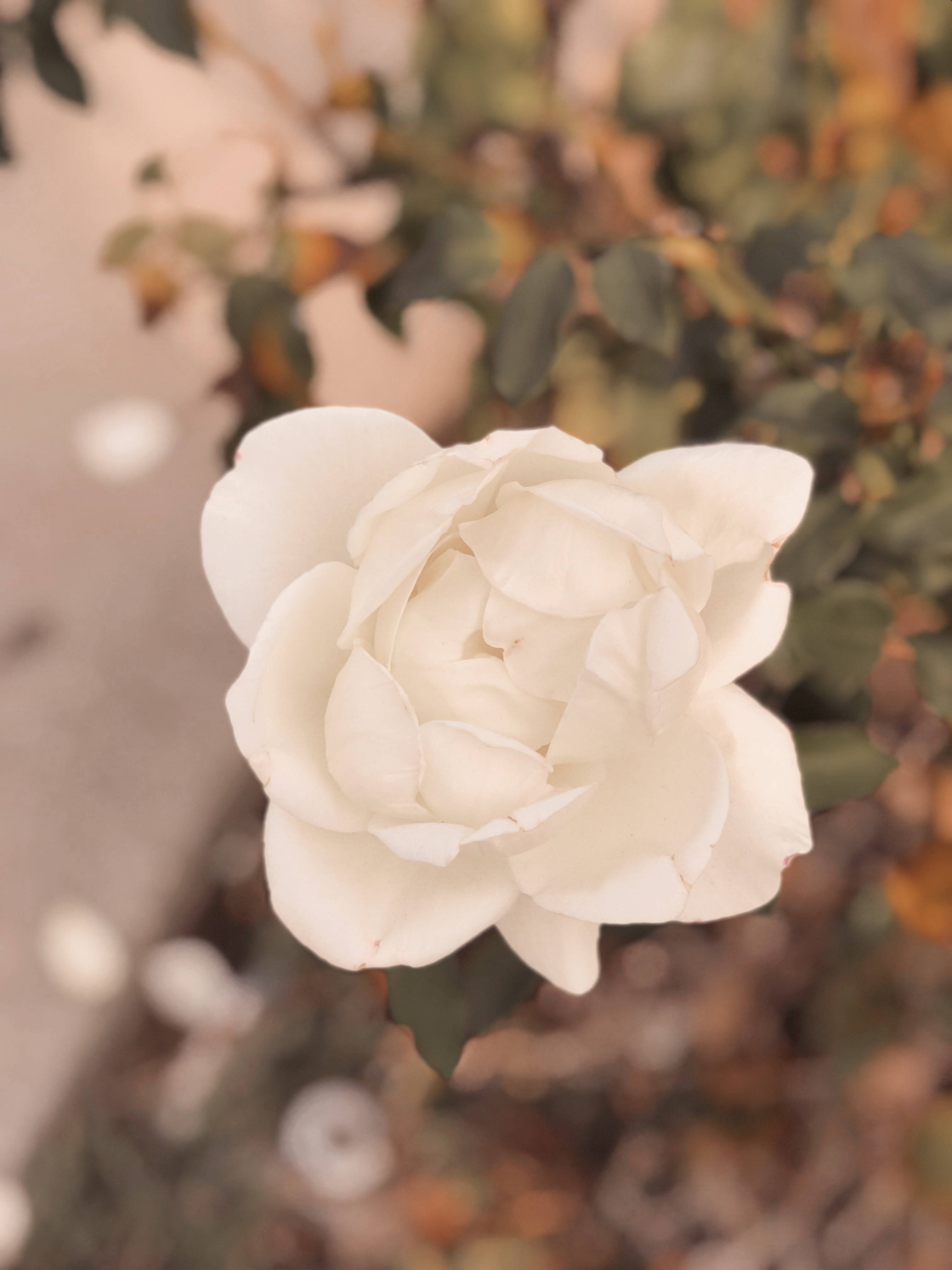 white rose, autumnal background, warm earthy tones, 4K Phone Wallpaper