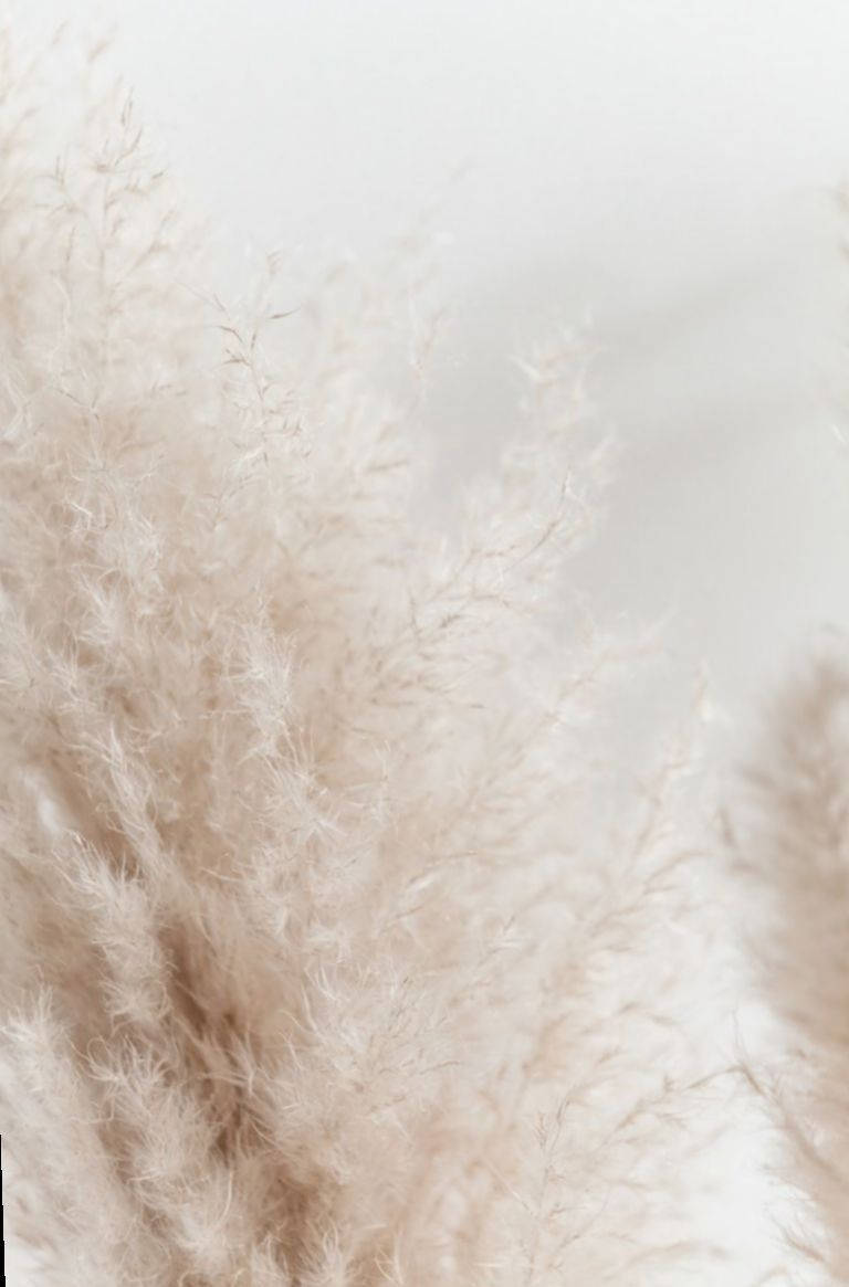 Aesthetic Beige, pampas grass, beige, SD Phone Wallpaper