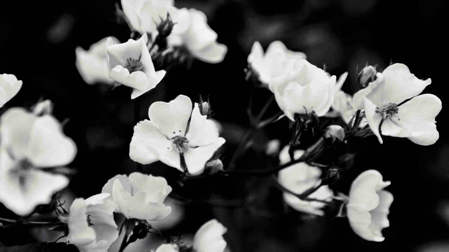 black and white aesthetic, white flowers, stark black background, HD Desktop Wallpaper