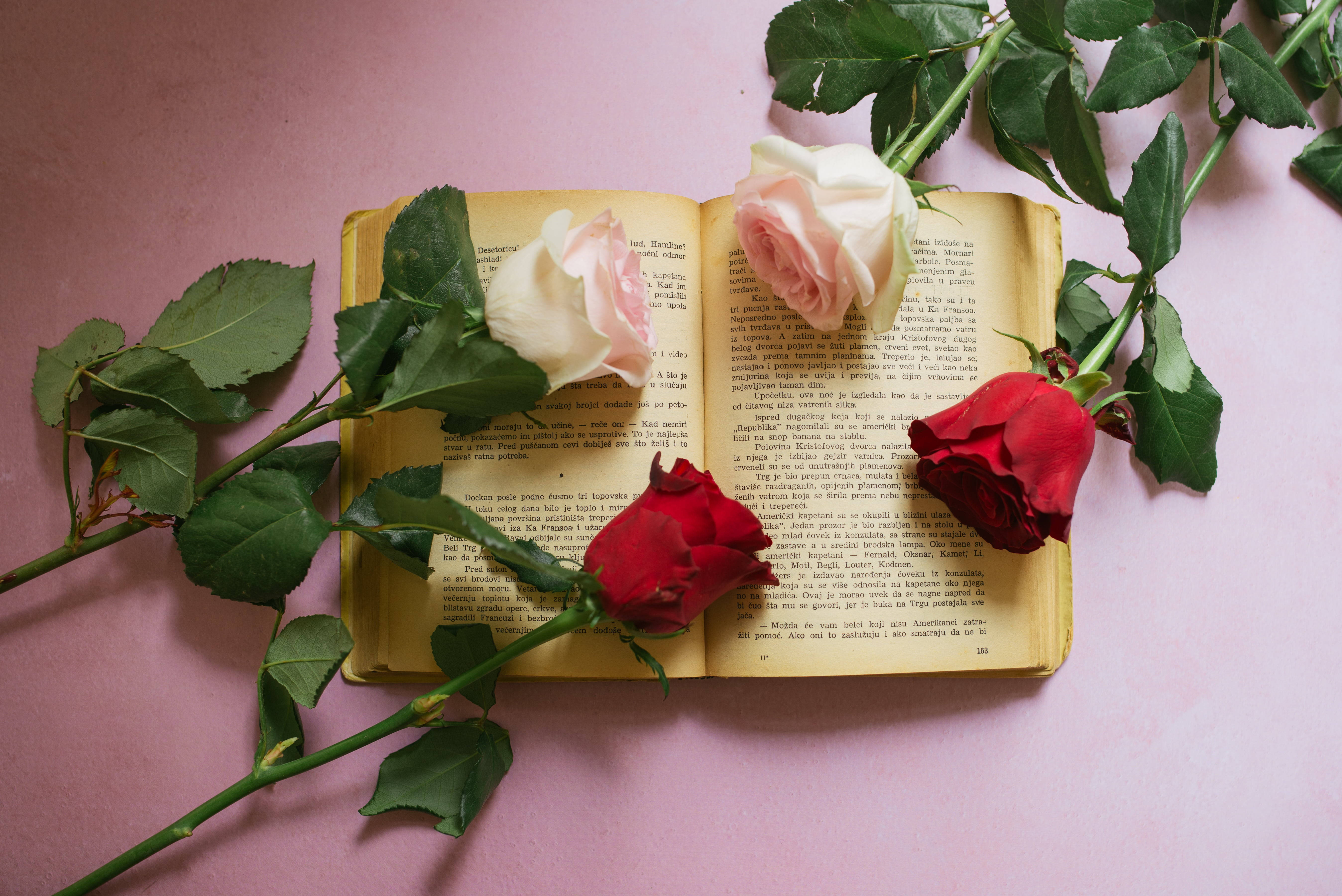 vintage book, soft pink surface, fresh red pink roses, 5K Desktop Wallpaper