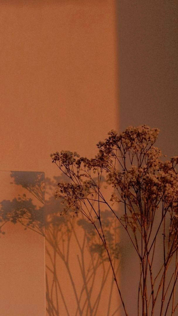 aesthetic brown, dried flowers, warm orange wall, SD Phone Wallpaper
