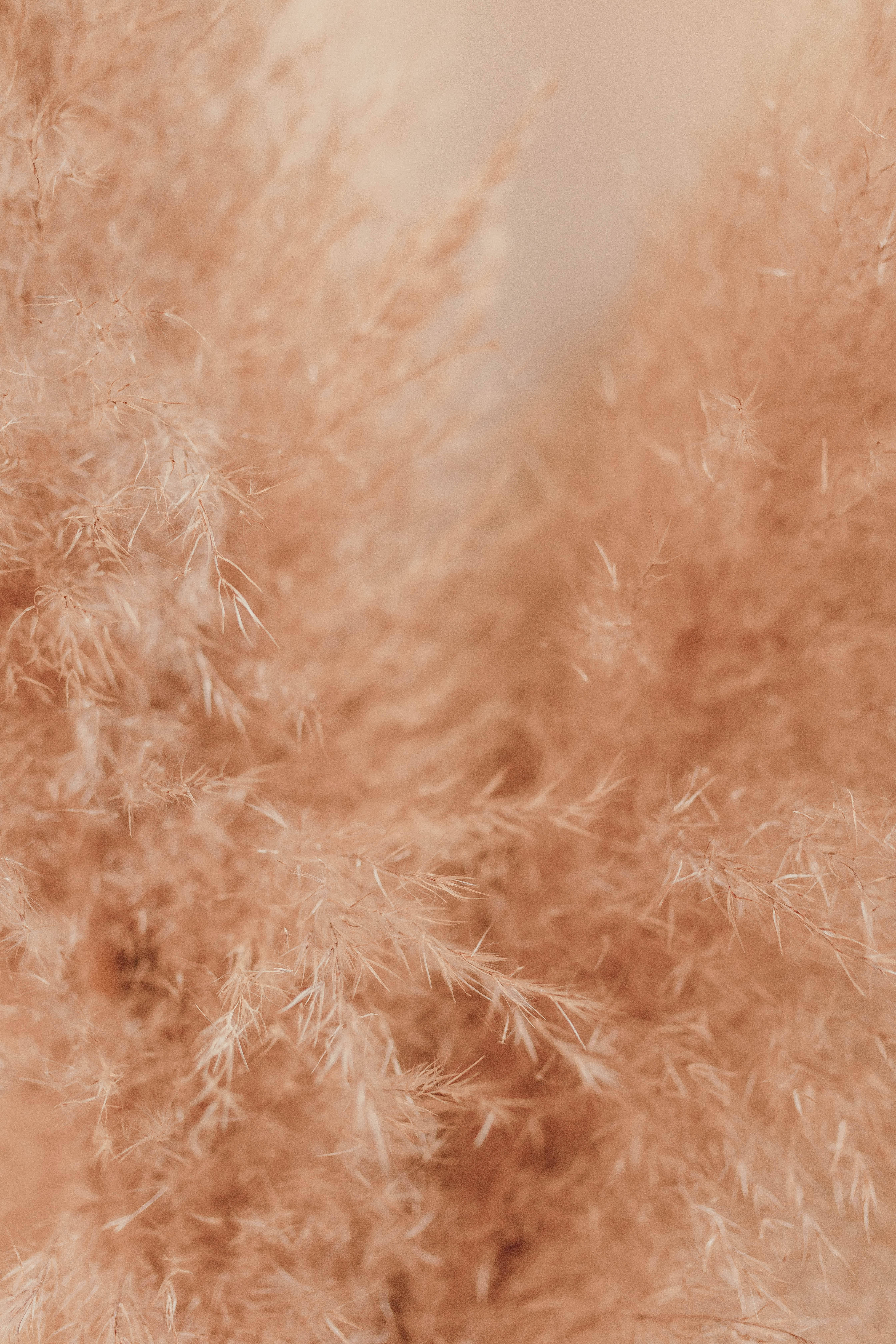 aesthetic brown, pampas grass, warm peach tones, 5K Phone Wallpaper