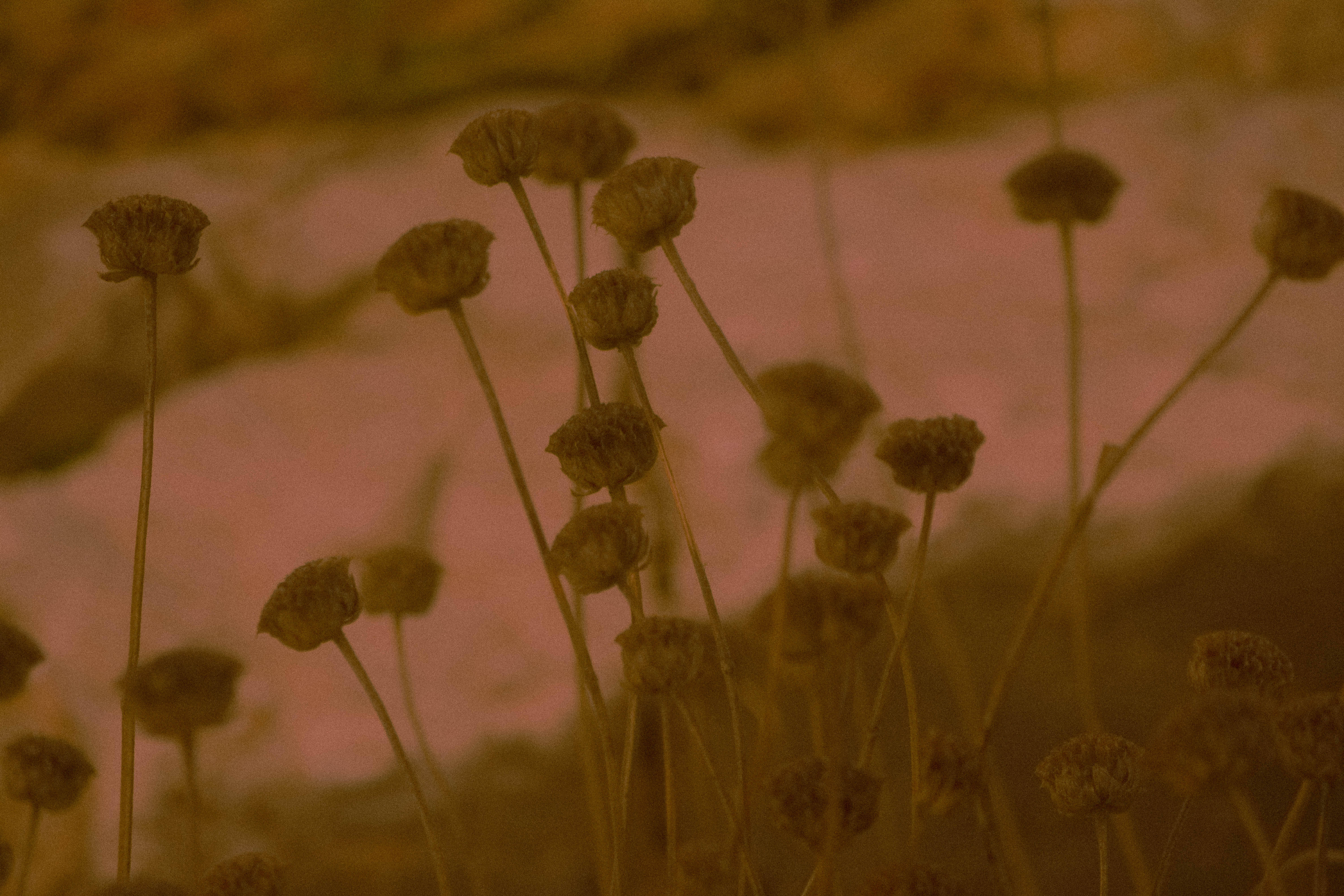 aesthetic brown, small flowers, warm pink, 5K Desktop Wallpaper
