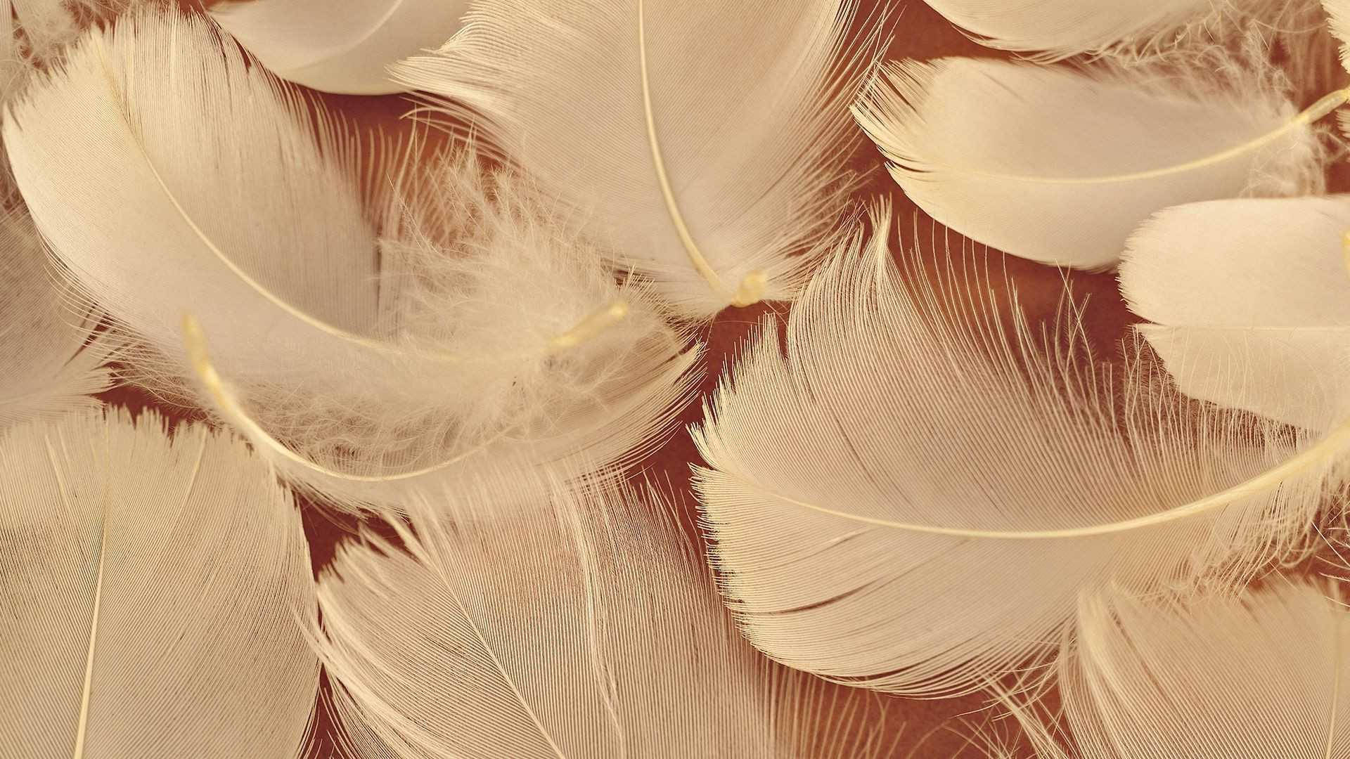 Aesthetic Brown, soft white feathers, delicate barbs, Full HD Desktop Wallpaper