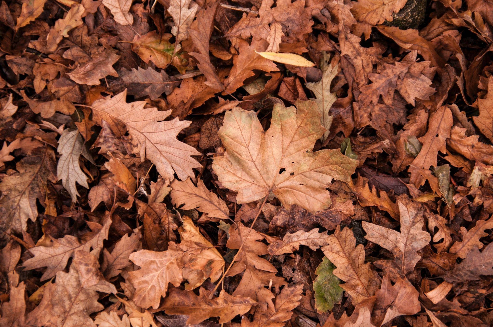 brown aesthetic, dry leaves, maple leaves, Full HD Desktop Wallpaper