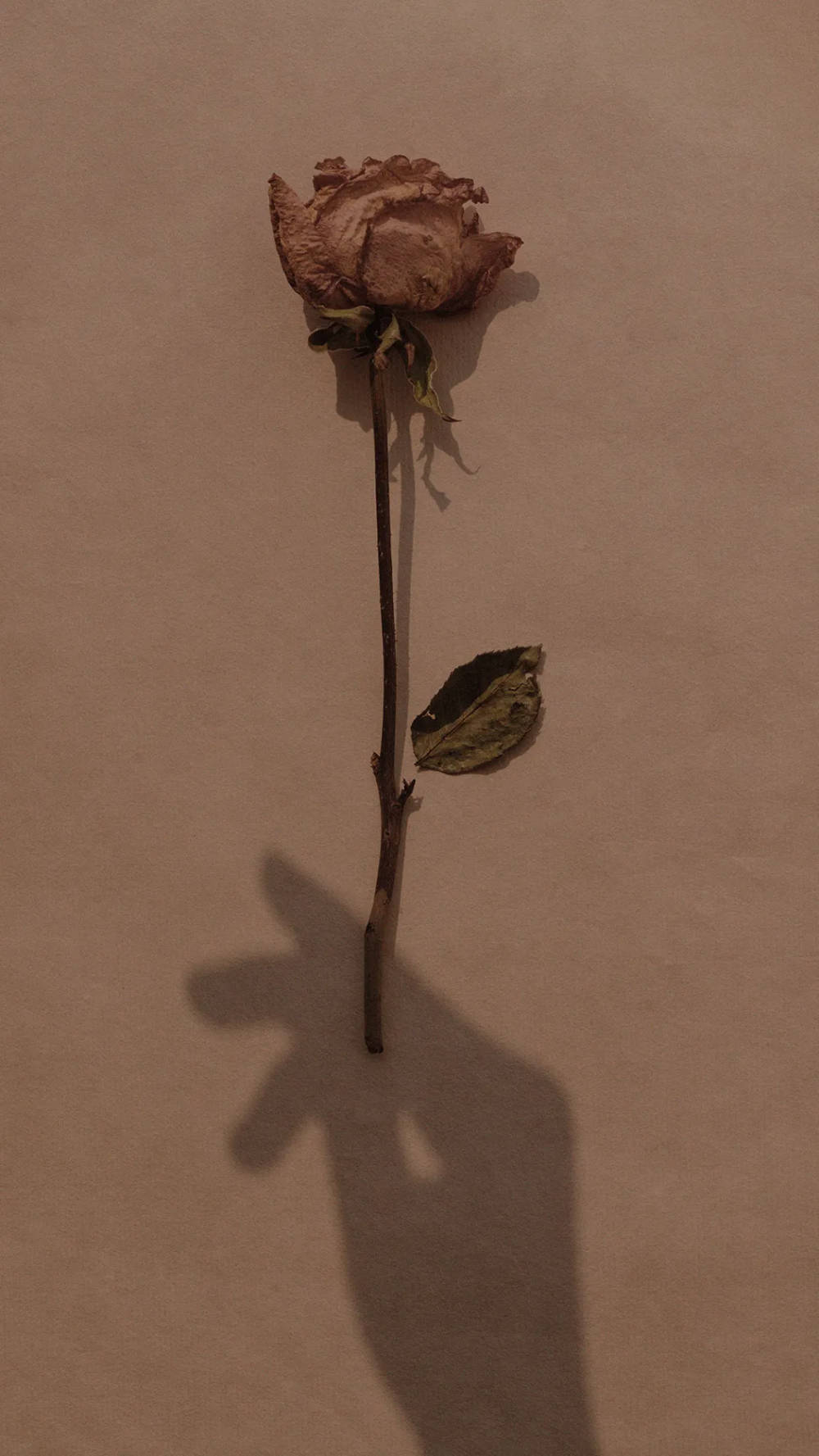Aesthetic Brown, withered rose, single leaf, HD Phone Wallpaper