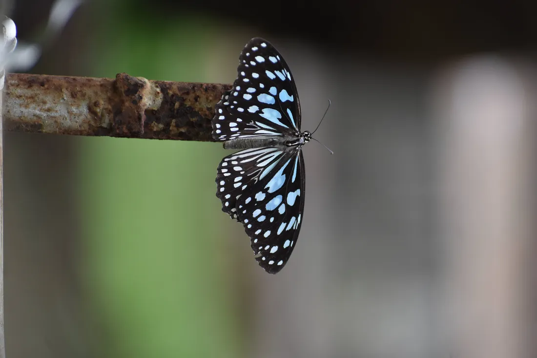Aesthetic Butterfly