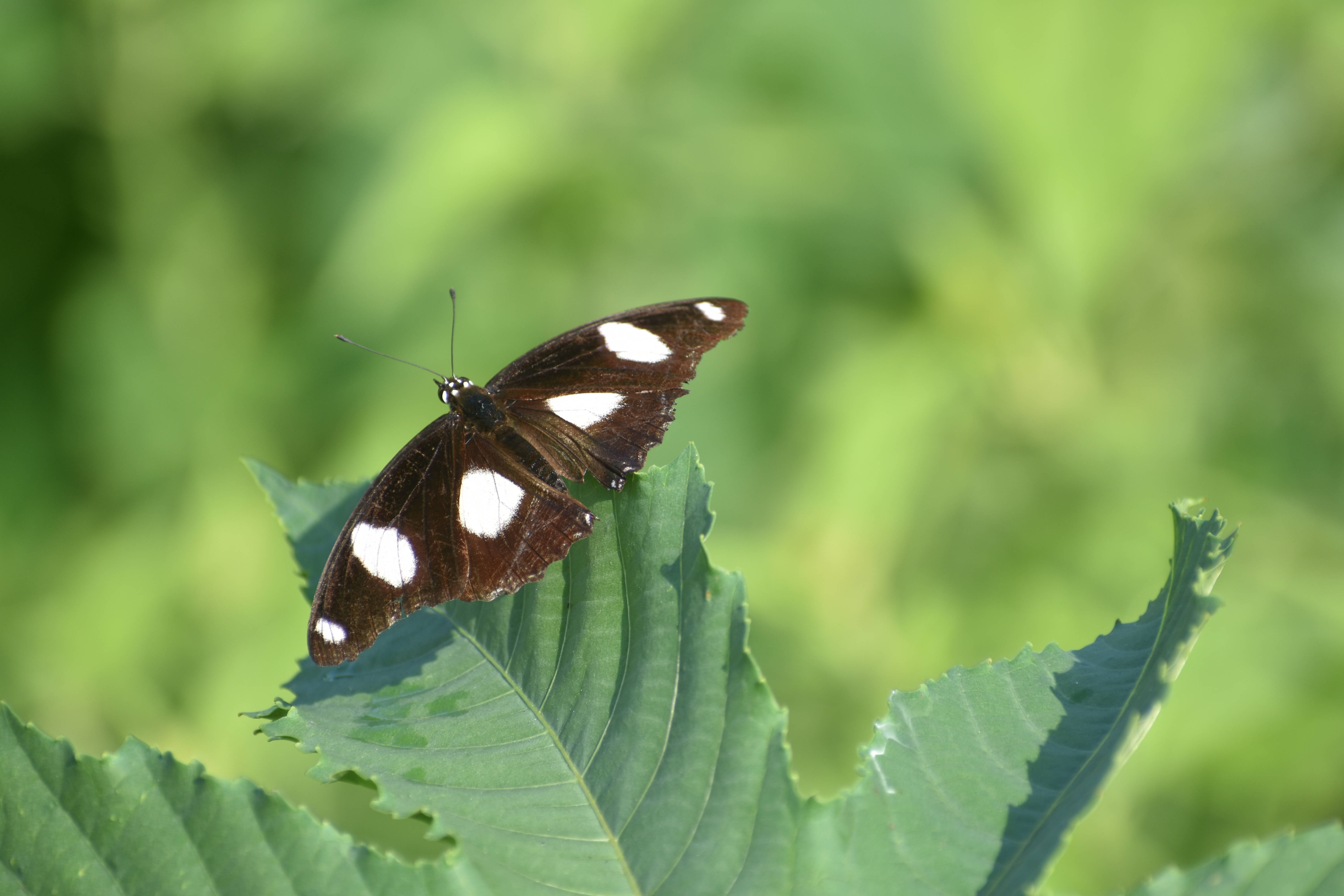 white spotted aesthetic butterfly, dark brown butterfly, white spots, 5K Desktop Wallpaper