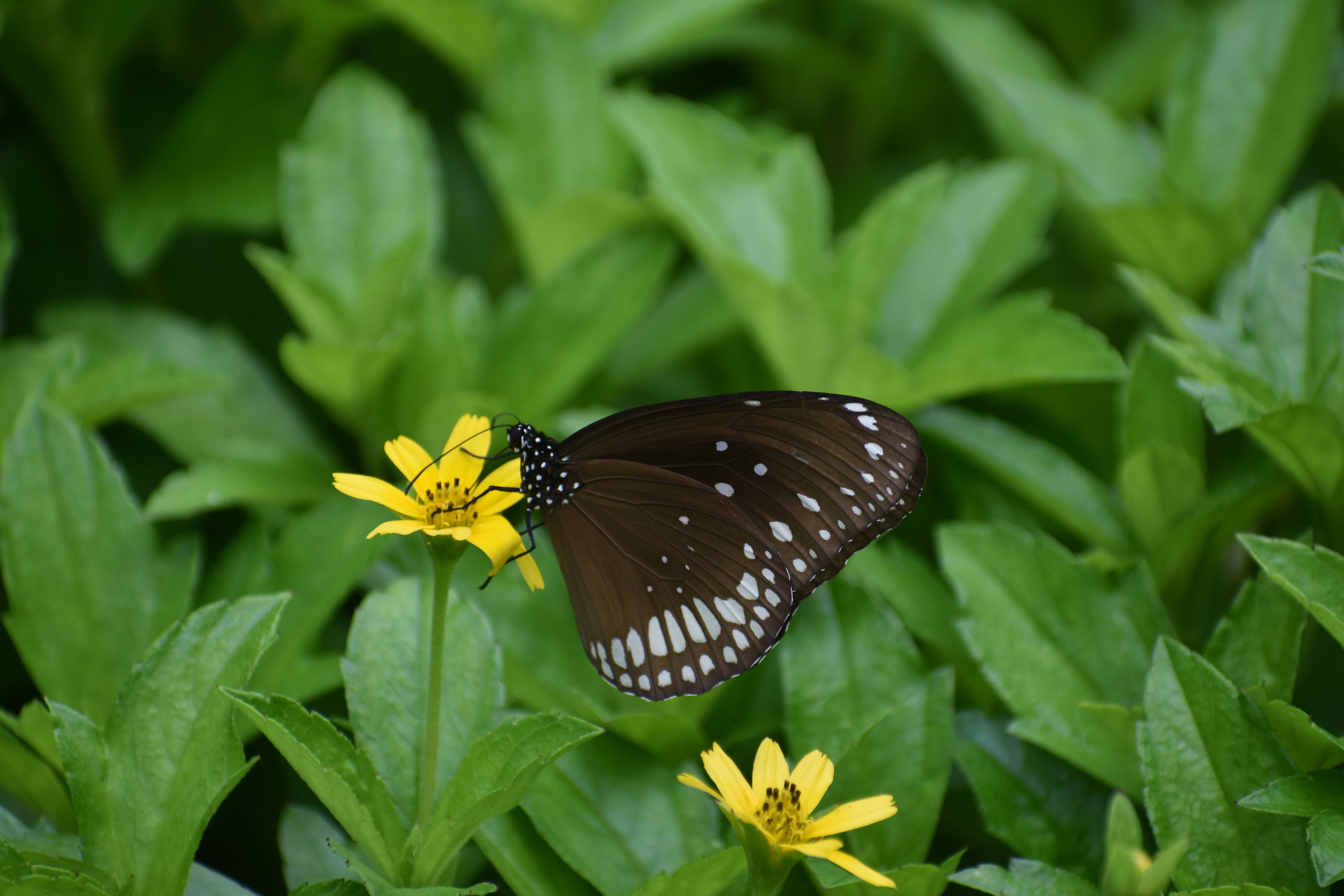 dark brown butterfly, white spots, bright yellow flower, 5K Desktop Wallpaper