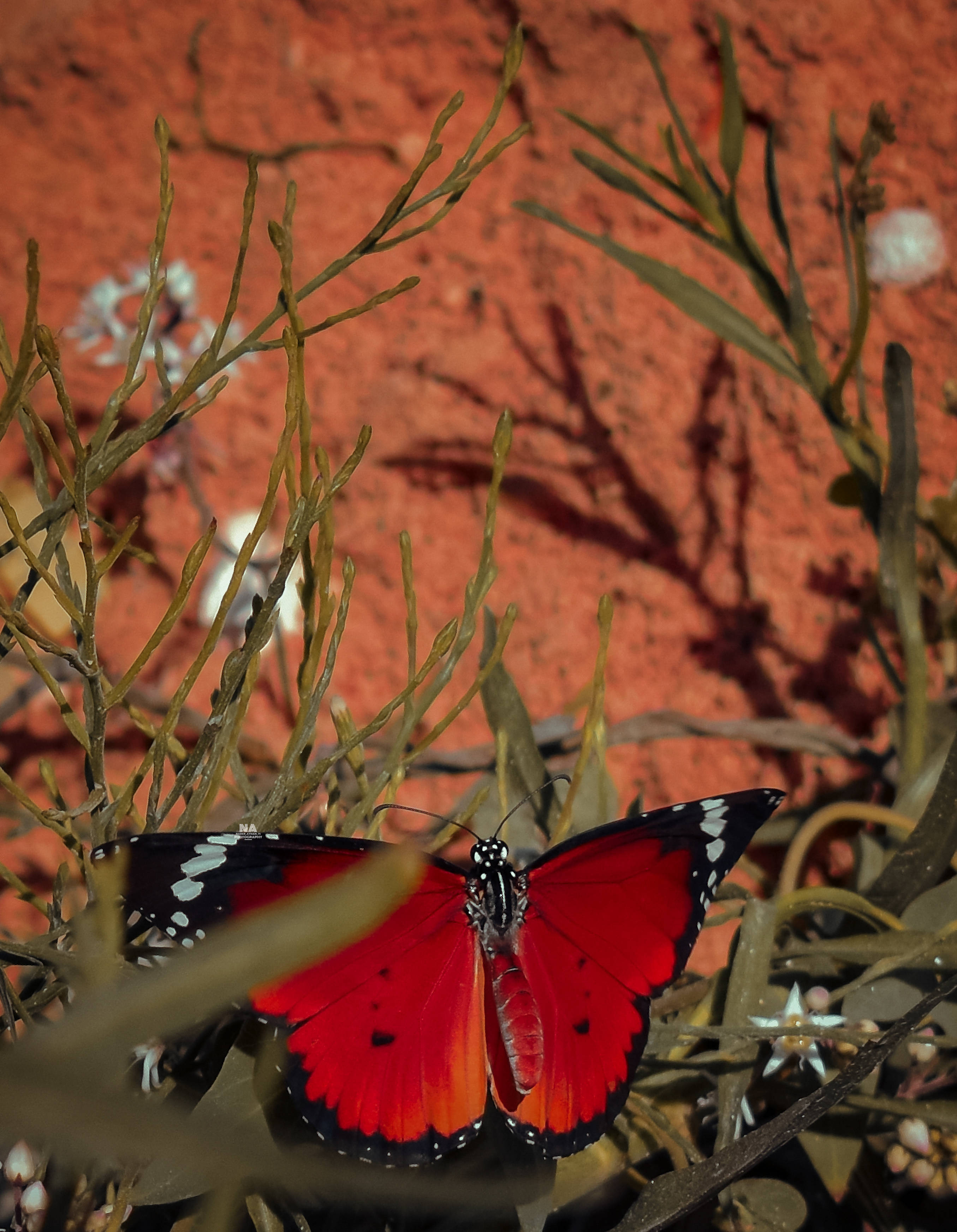 Plain Tiger, Aesthetic Butterfly, vibrant red, 2K Phone Wallpaper