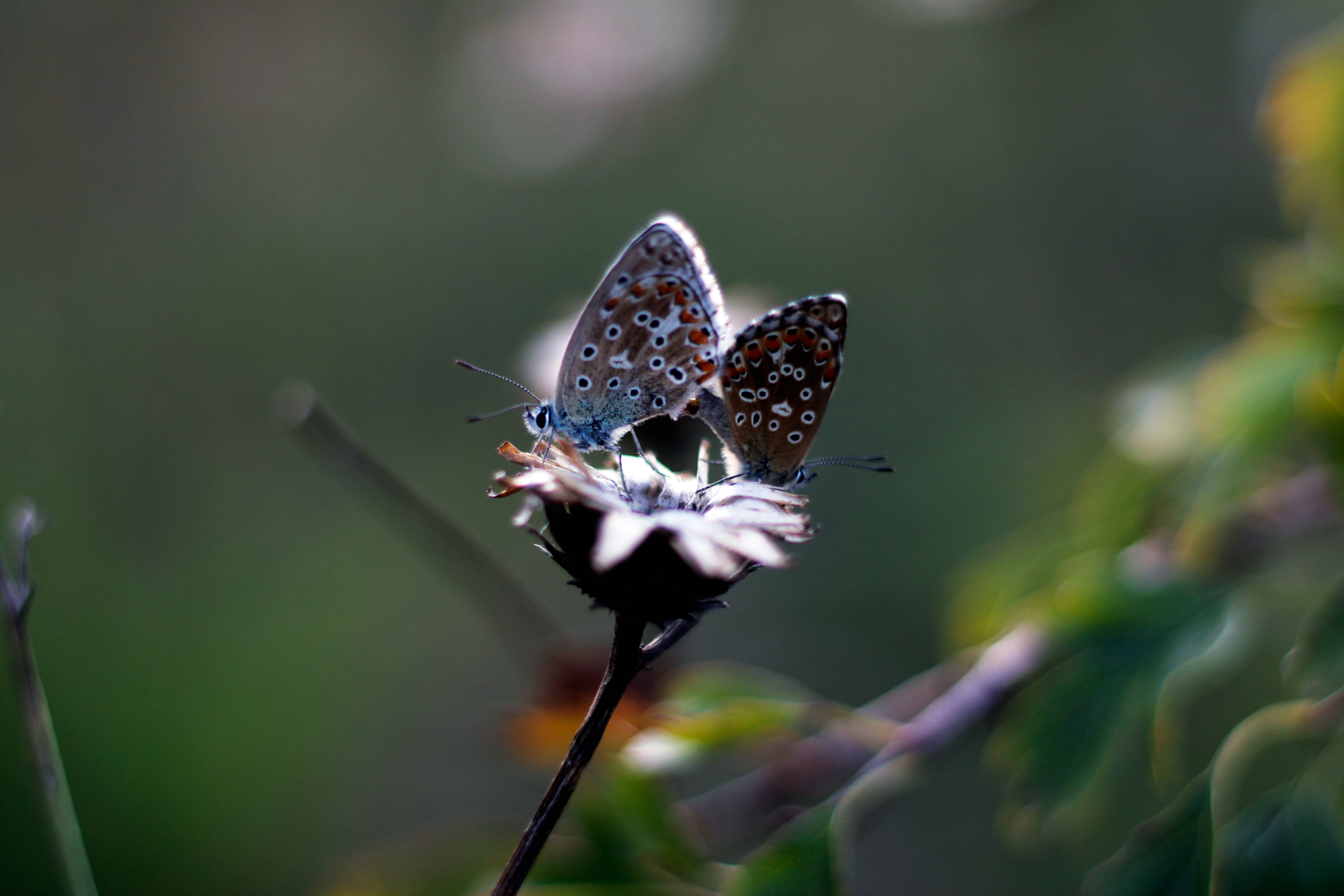 silver studded, blue butterflies, orange spots, 5K Desktop Wallpaper